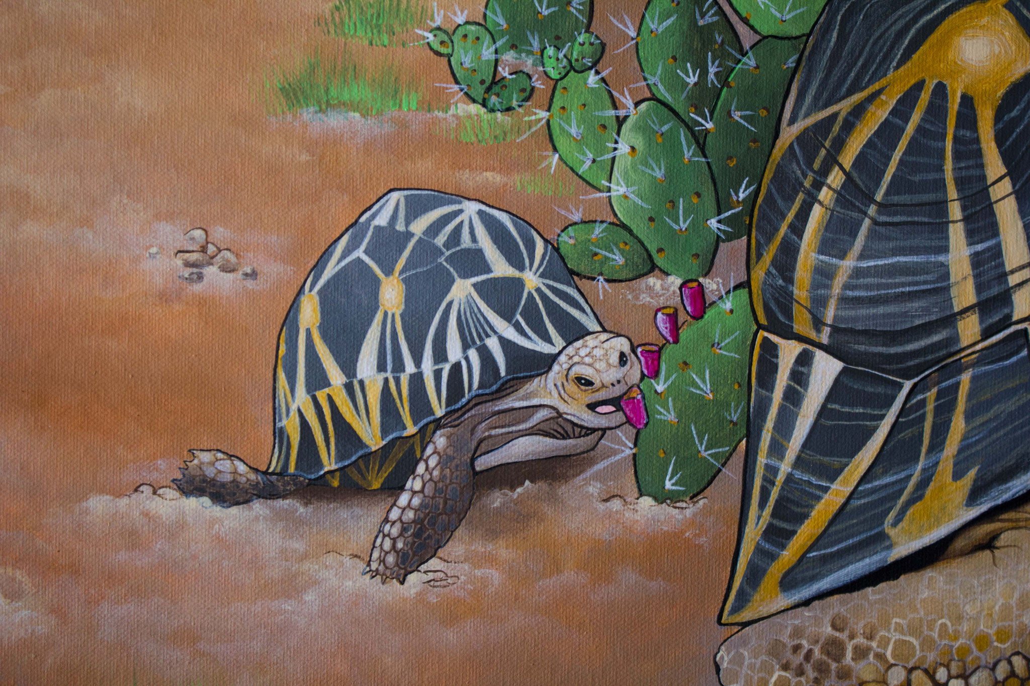 7 Tortoise The Last Plunder Alice Asnaghi Paintings