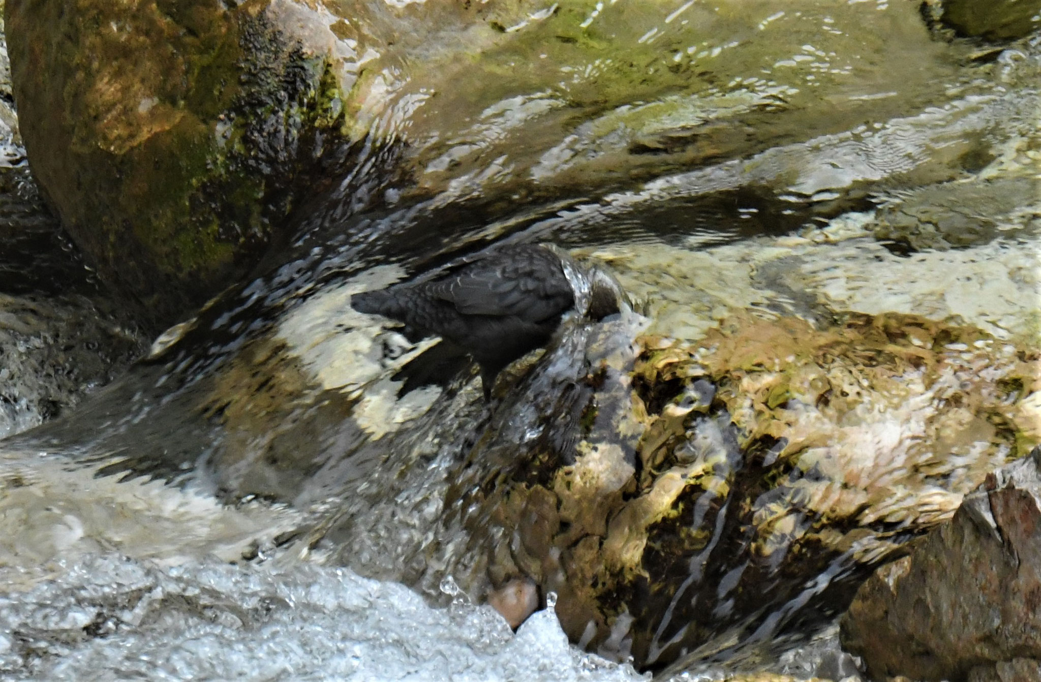 Mit ihren langen Zehen kann sie selbst in stark stömendem Wasser festhalten und vollständig untertauchen.