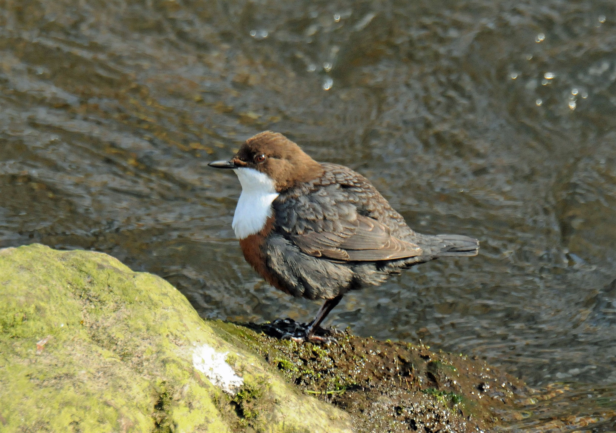 Wie der Name sagt, lebt und brütet die Wasseramsel am Wasser. Die Alb zwischen Rüppur und Herrenalb bietet ihr günstige Lebensbedingungen.