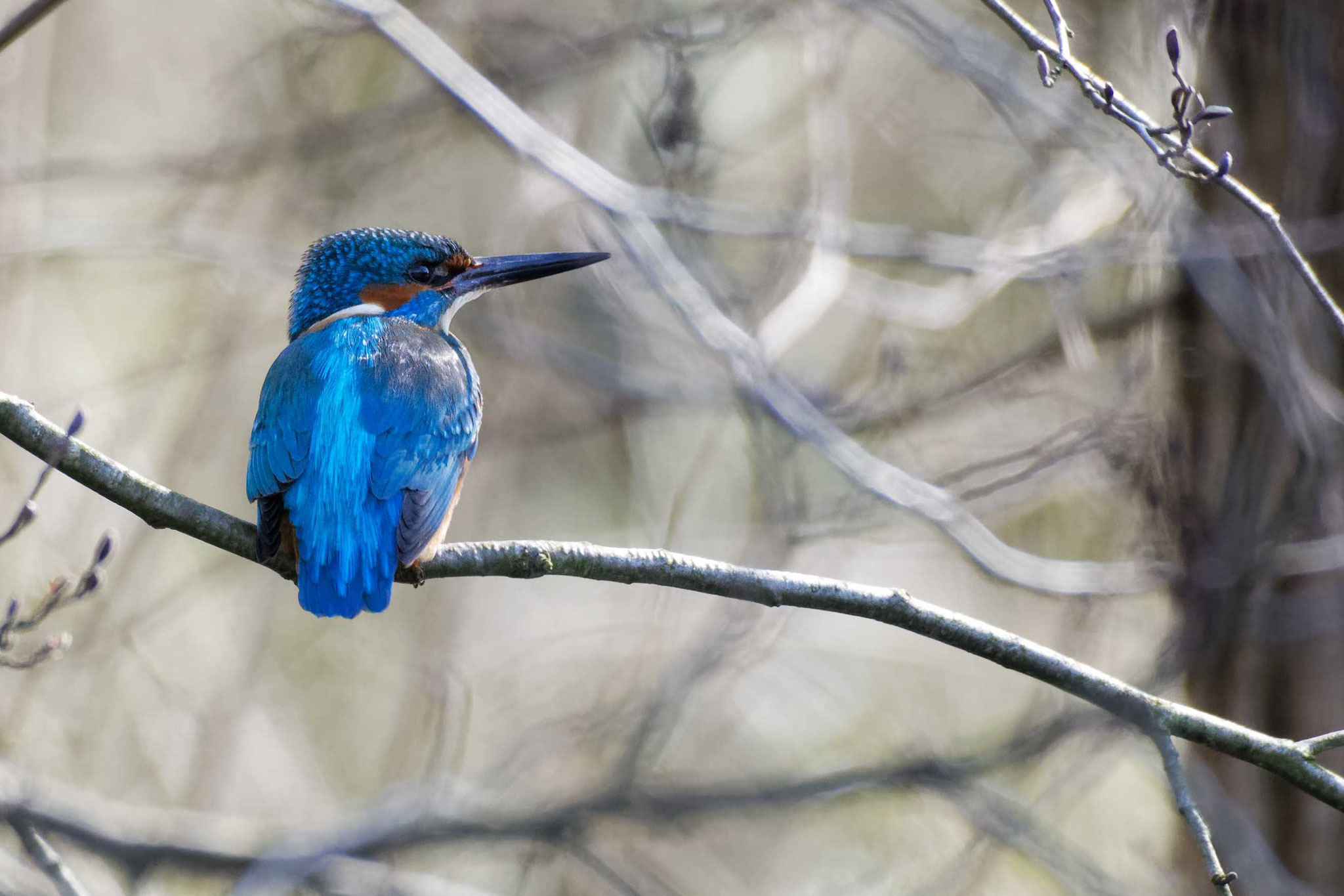 Der schillernde Eisvogel ist mit mehreren Brutpaaren heimisch,