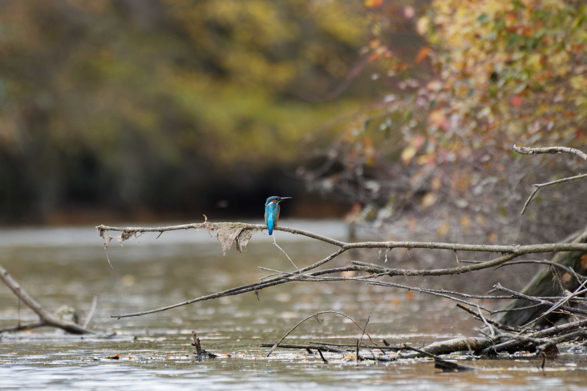 Die Rheinaue innerhalb der Halbinsel Rappenwört im Südwesten der Karlsruher Gemarkung ist ein Natura 2000 Gebiet von besonderer Schönheit. 