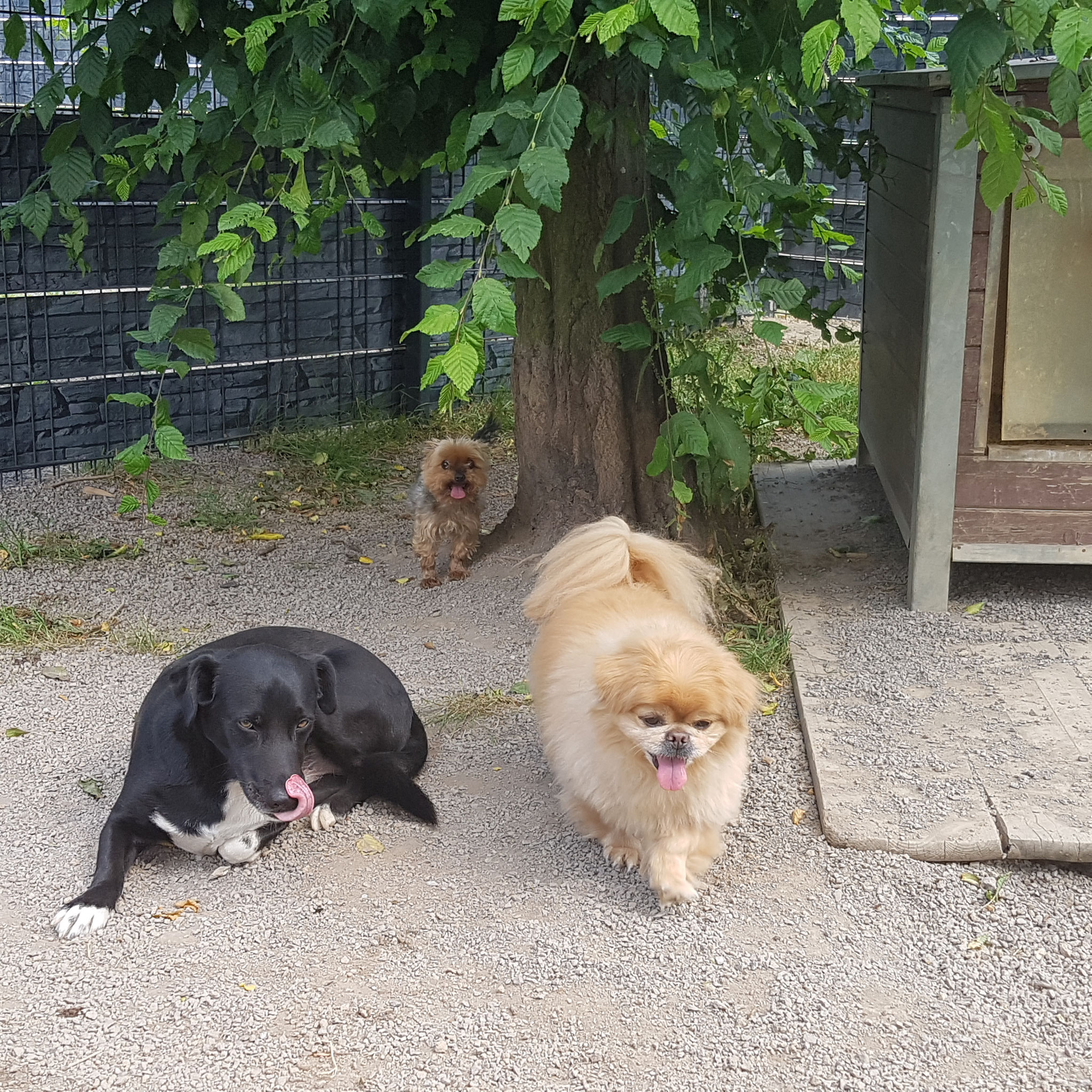 Fotogalerie und Videos von unseren Pensionsgästen - Website der ...