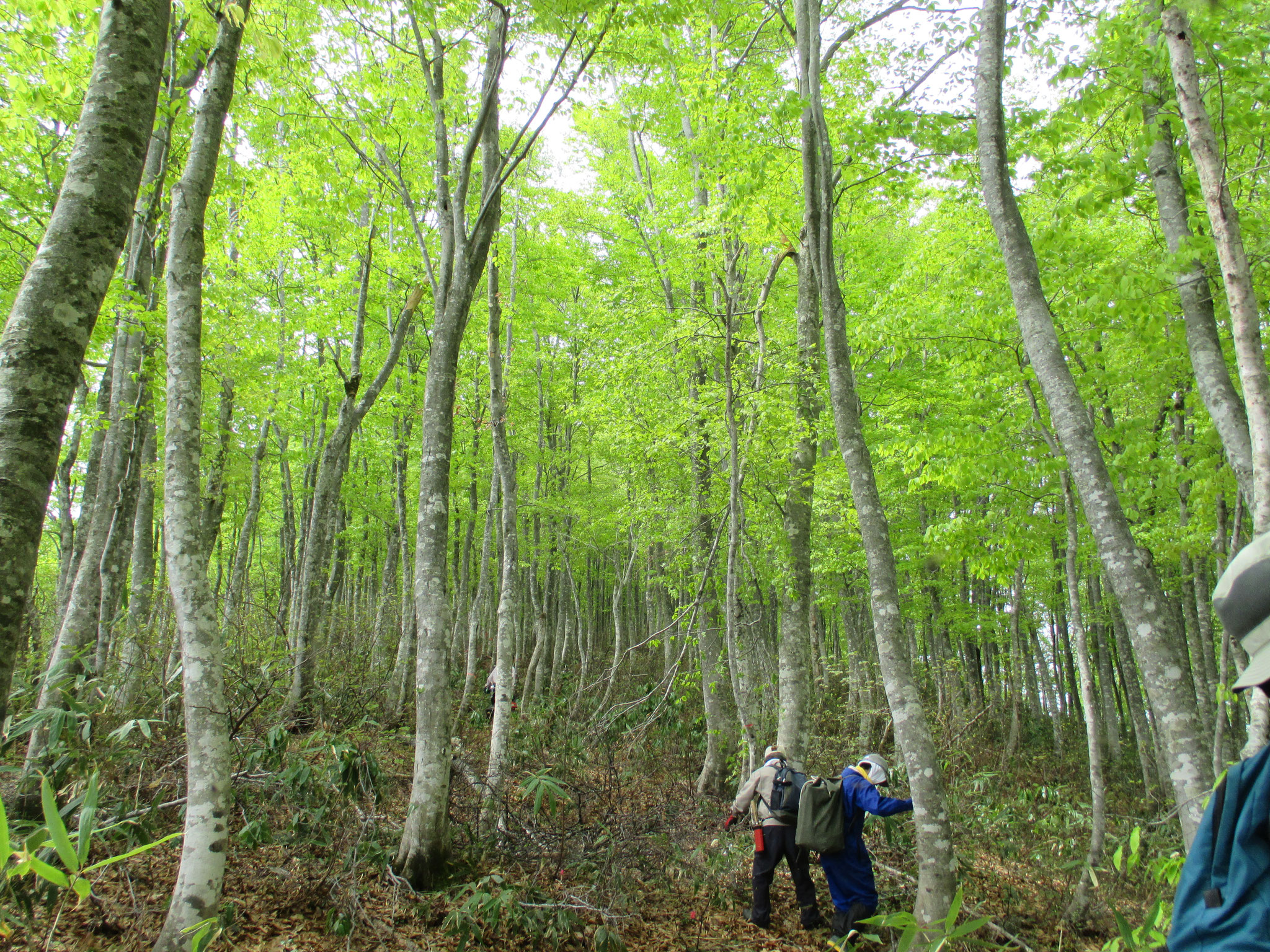 山形１００名山登山