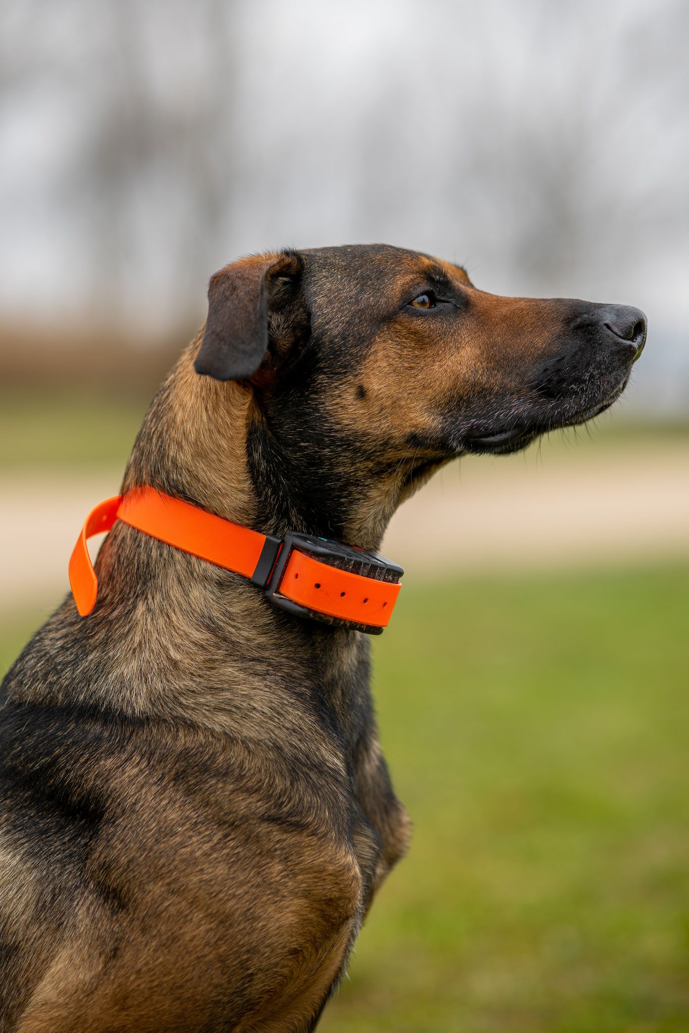 Weenect Dogs 2 - Le plus petit collier GPS pour chien au monde