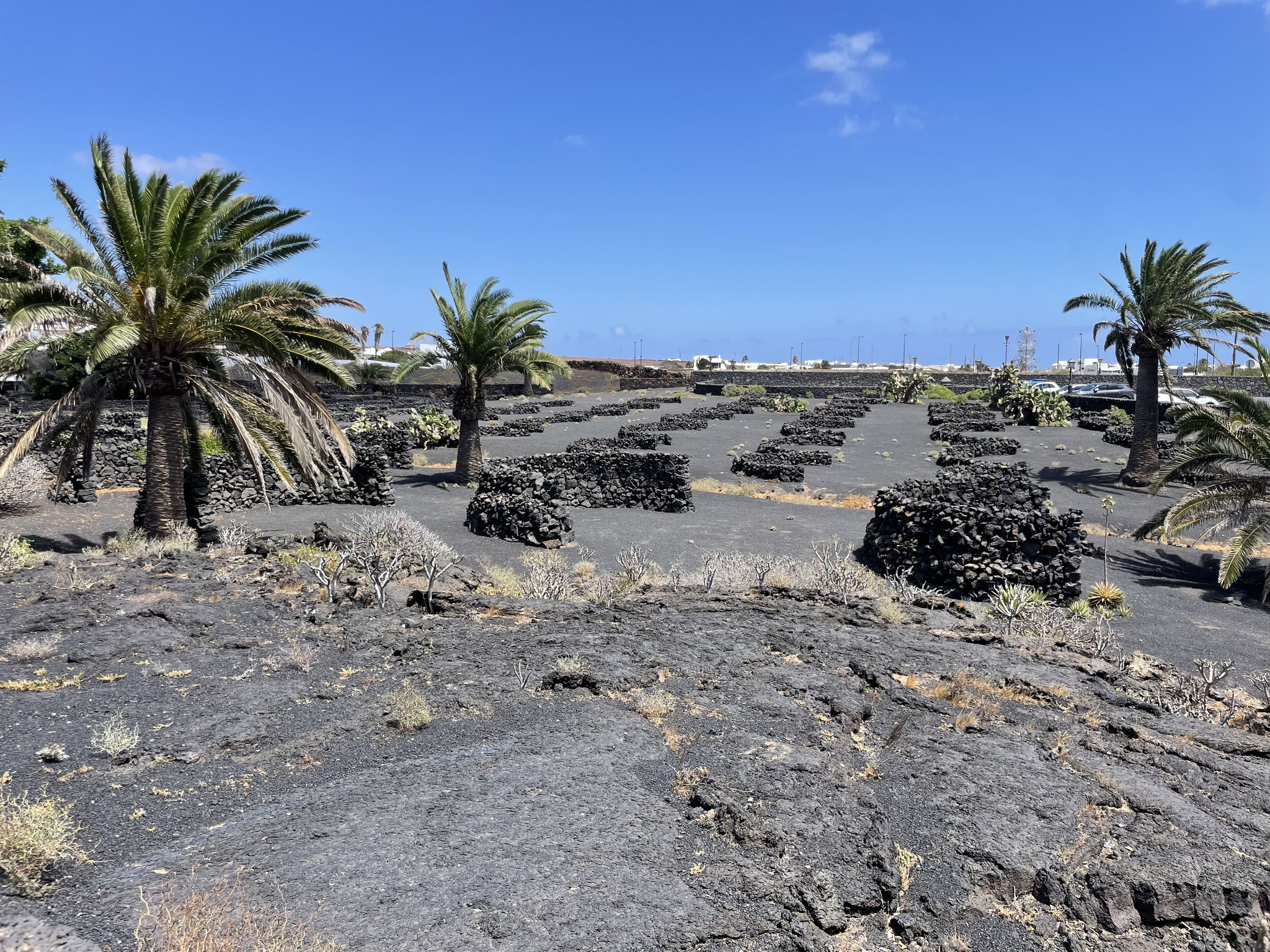 Weinanbau auf Lanzarote