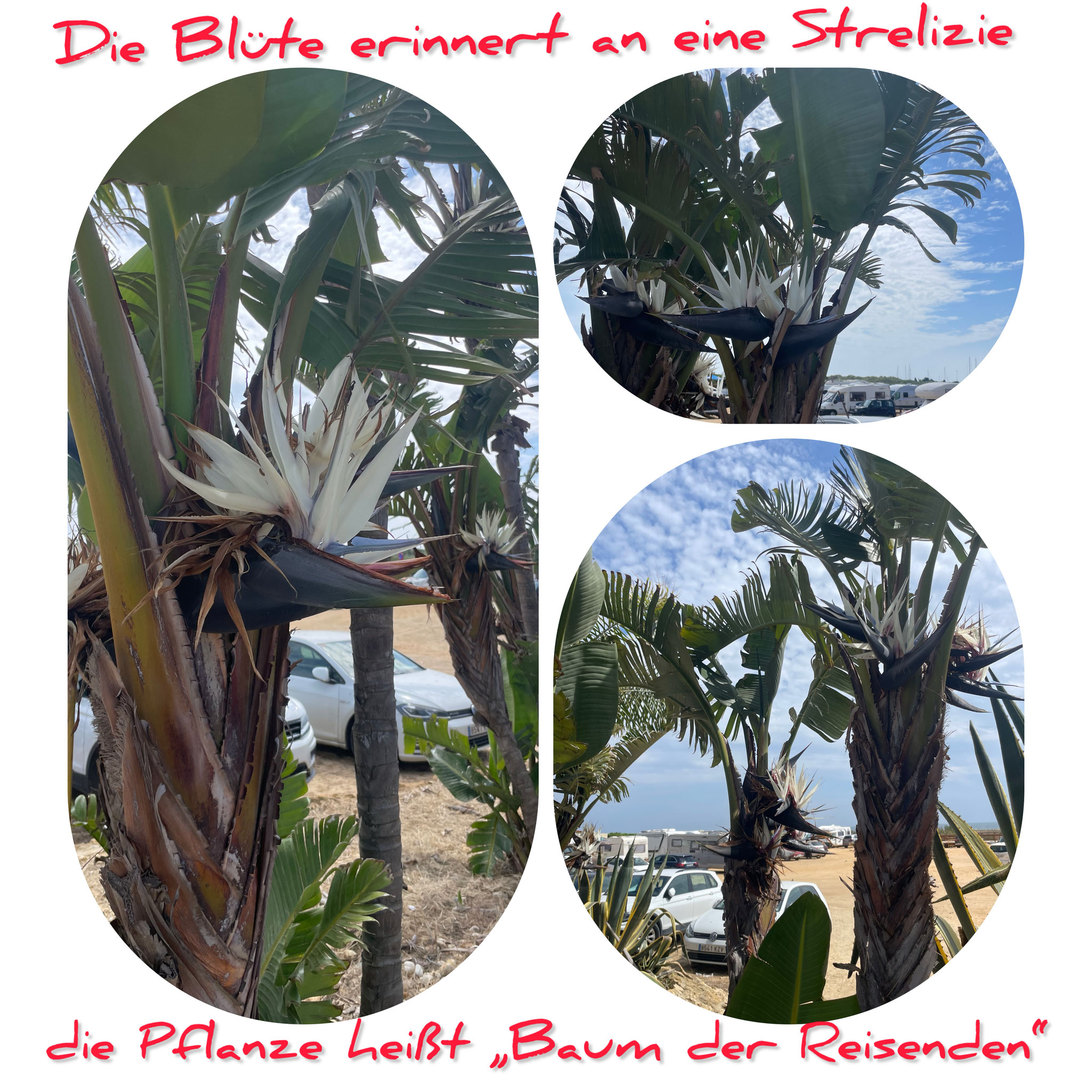 zuletzt sahen wir den "Baum der Reisenden" auf Martinique