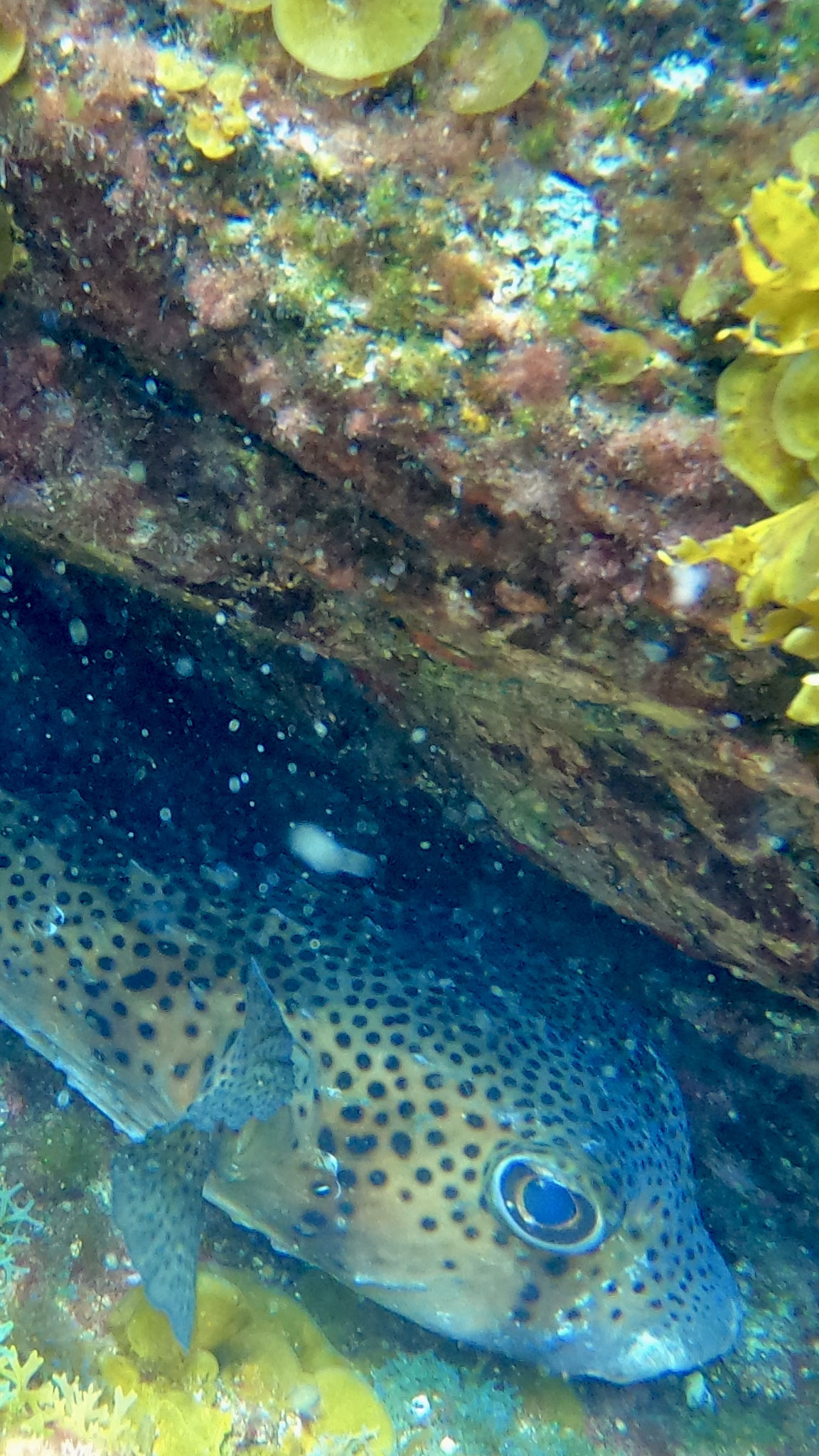 Besuch beim Kugelfisch vor seiner Höhle 