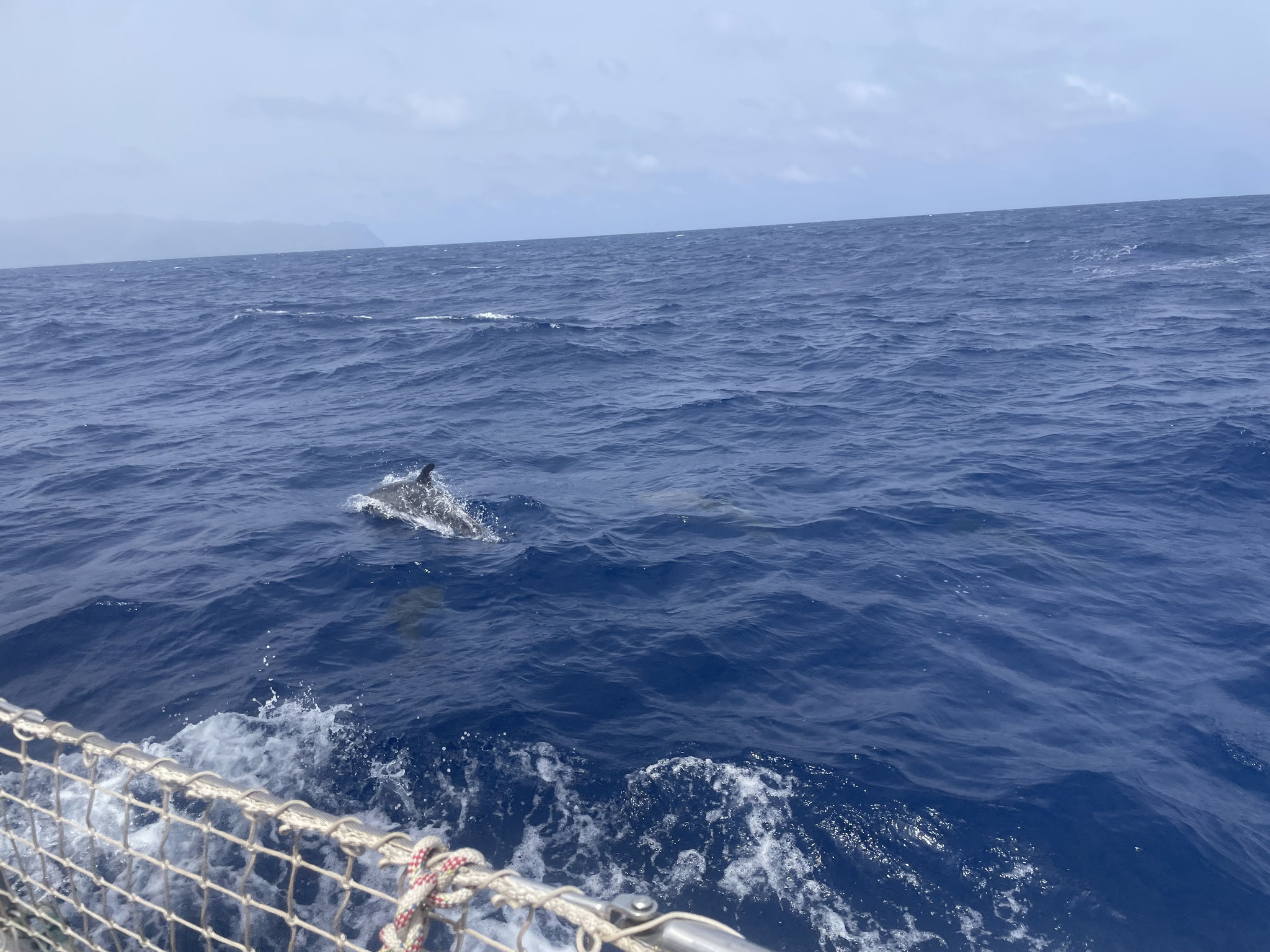 ein Delfin welcher uns begleitete