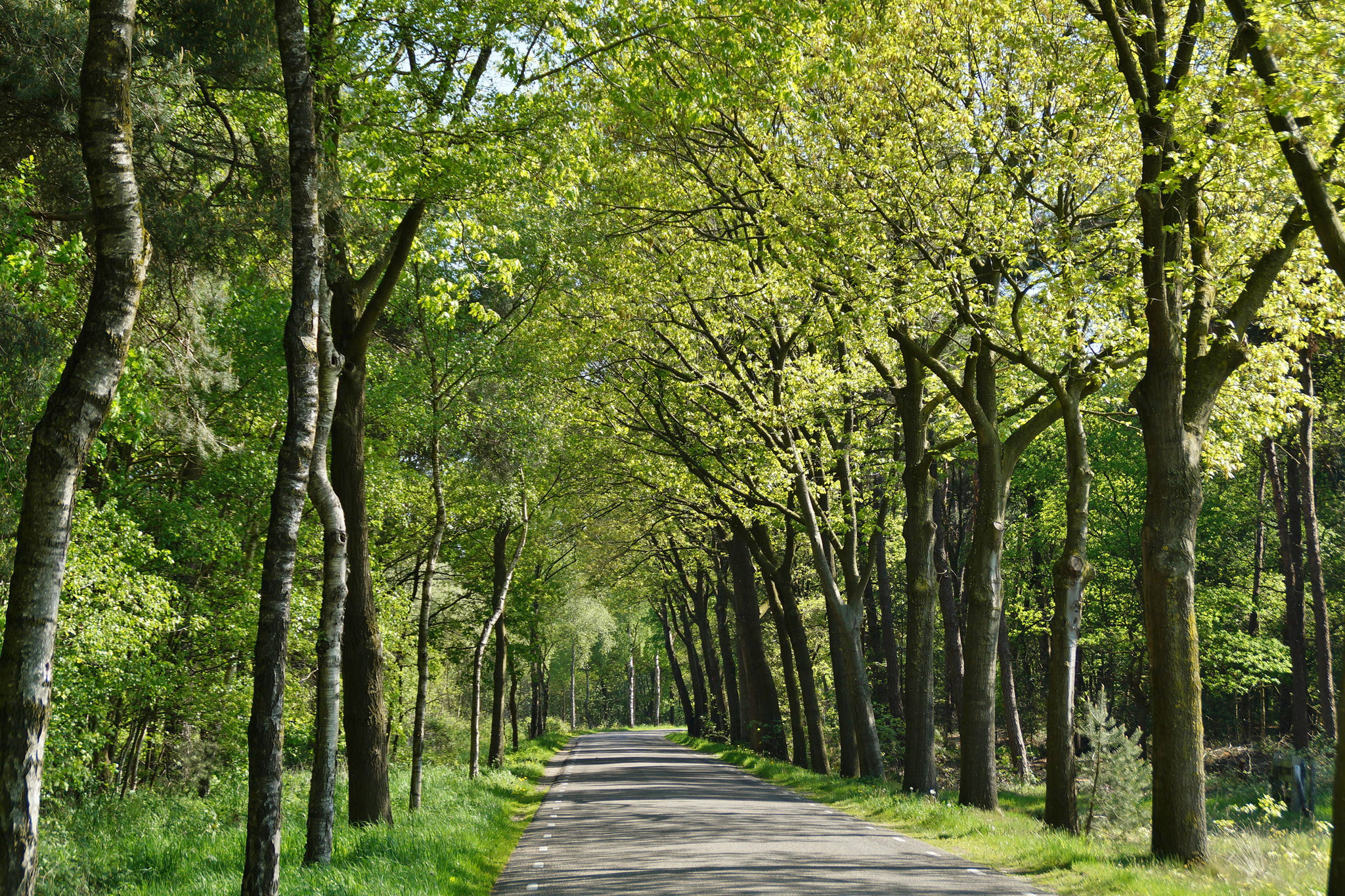 Richtung Altweerterheide