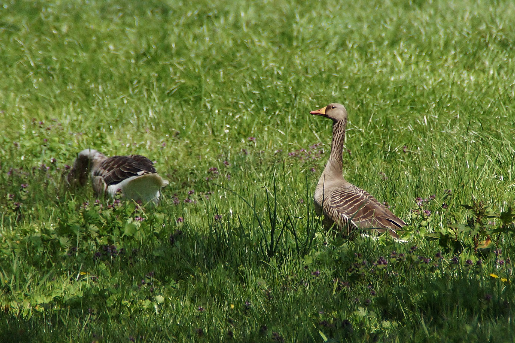 Und da sind sie schon :o)