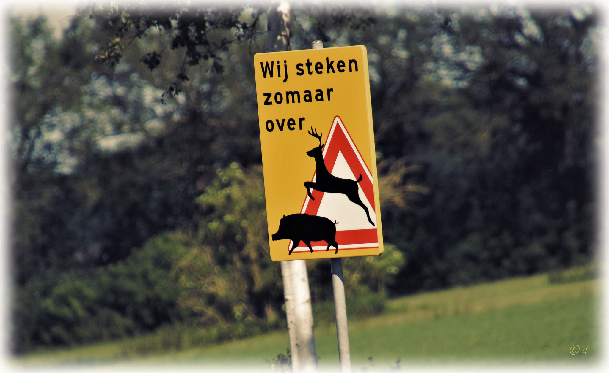 Wildschweine & Rehe können den Weg kreuzen