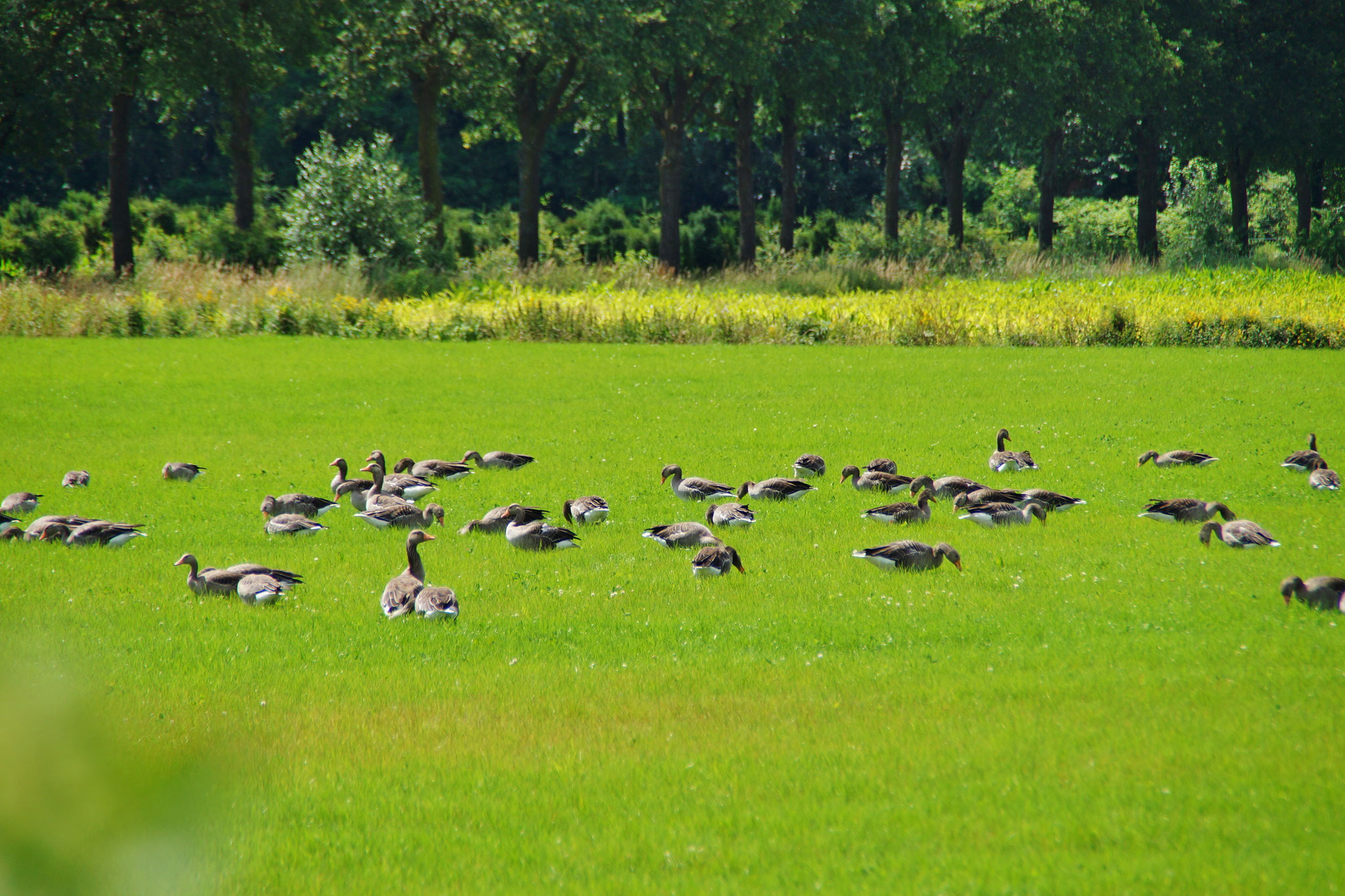 Eine Gruppe Wildgänse ruht auf einer Wiese