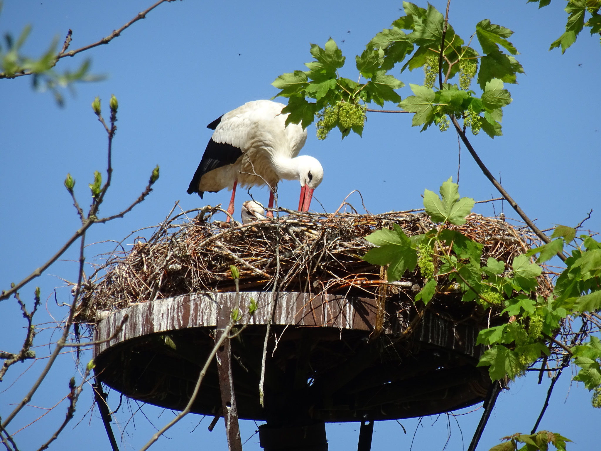 5. April 2020. Am 5. April ist das Storchenpaar das erste mal auf dem Nest zu sehen. Das Nest wurde mithilfe der Freiwilligen Feuerwehr aufgestellt und von den Störchen direkt angenommen. Es scheint Bedarf da zu sein...