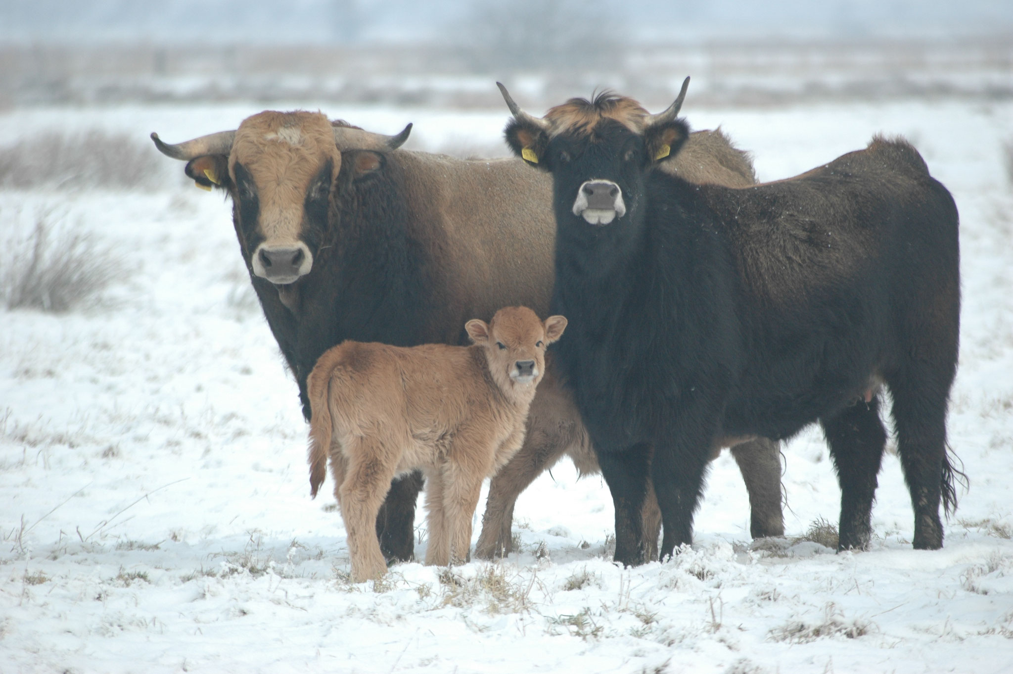 Heckrinder im Schnee. Foto: Michael Steven