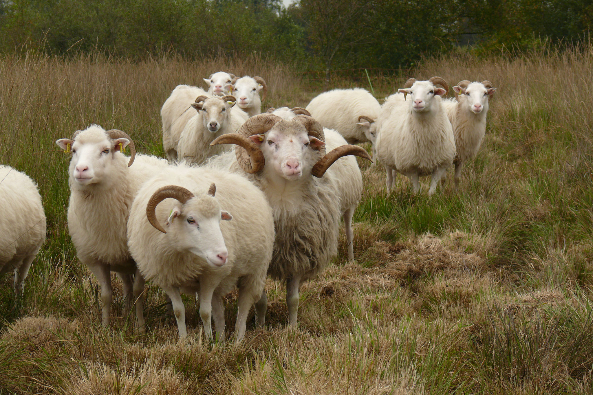 Schafe im Moor. Foto: NABU-Woldenhof