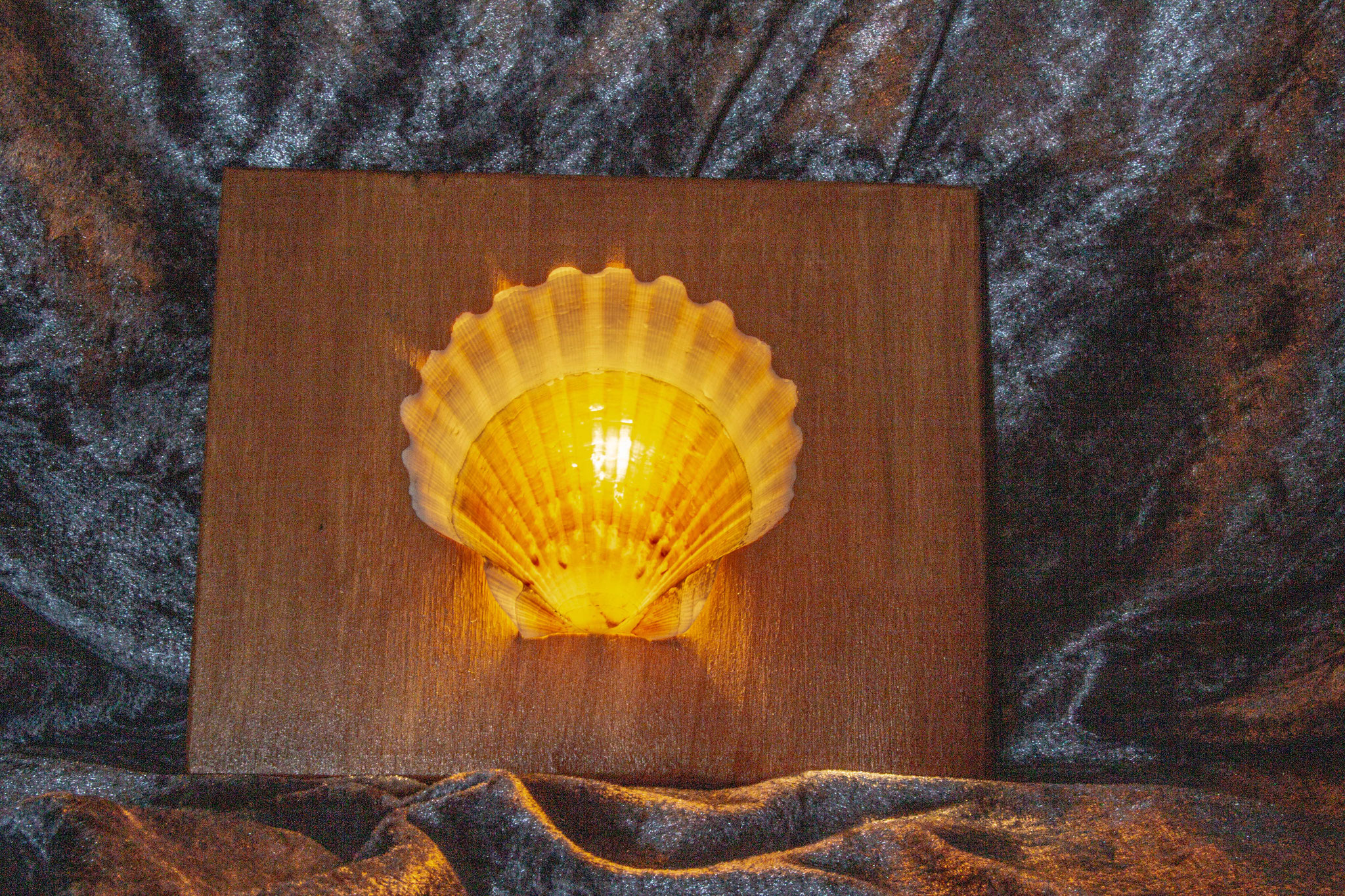 Jacobsmuschel auf Holz (Beleuchtung/LED eingeschaltet) Größe 20x16 cm 30,00 €