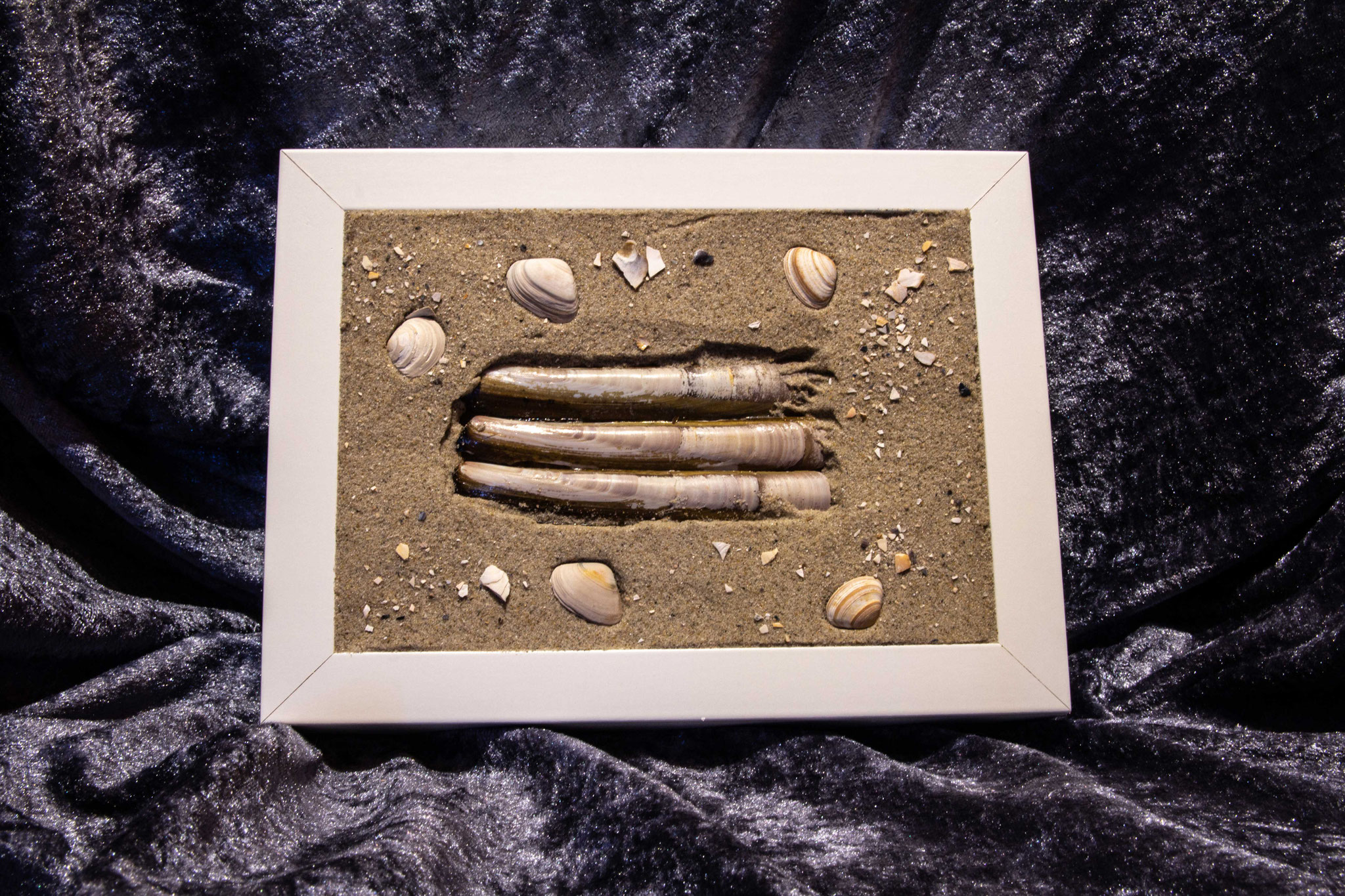 Schwertmuscheln im Bilderrahmen (LED ausgeschaltet) Größe 20x16x4 cm 20,00 €
