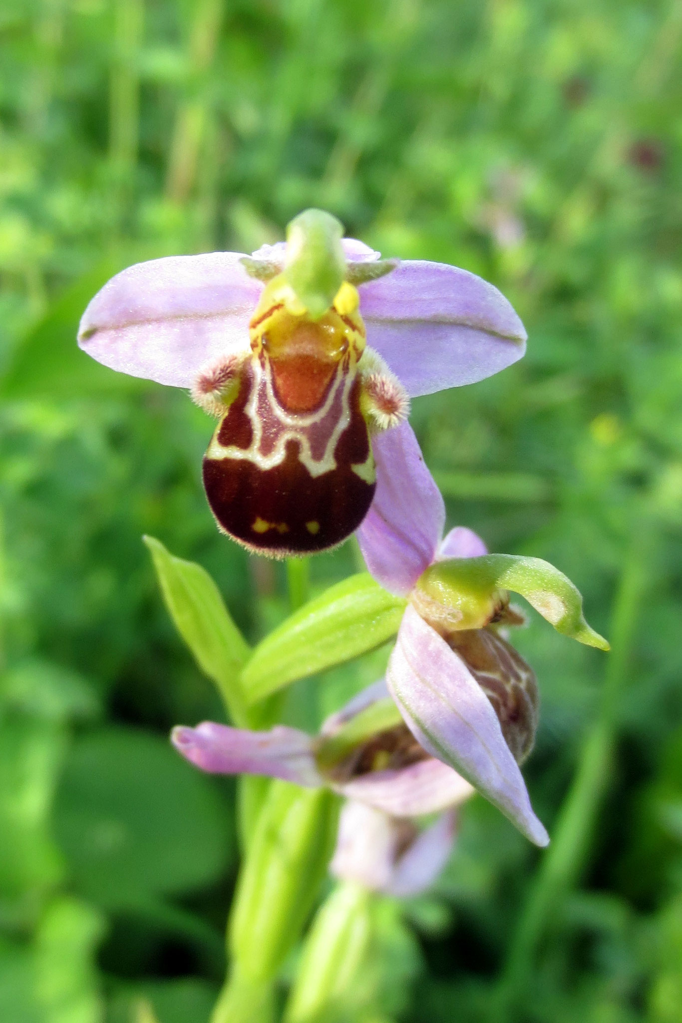 Blüte der Bienenragwurz