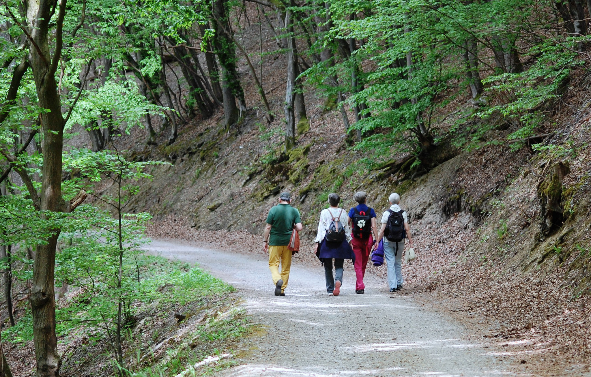 Durch lichte Wälder