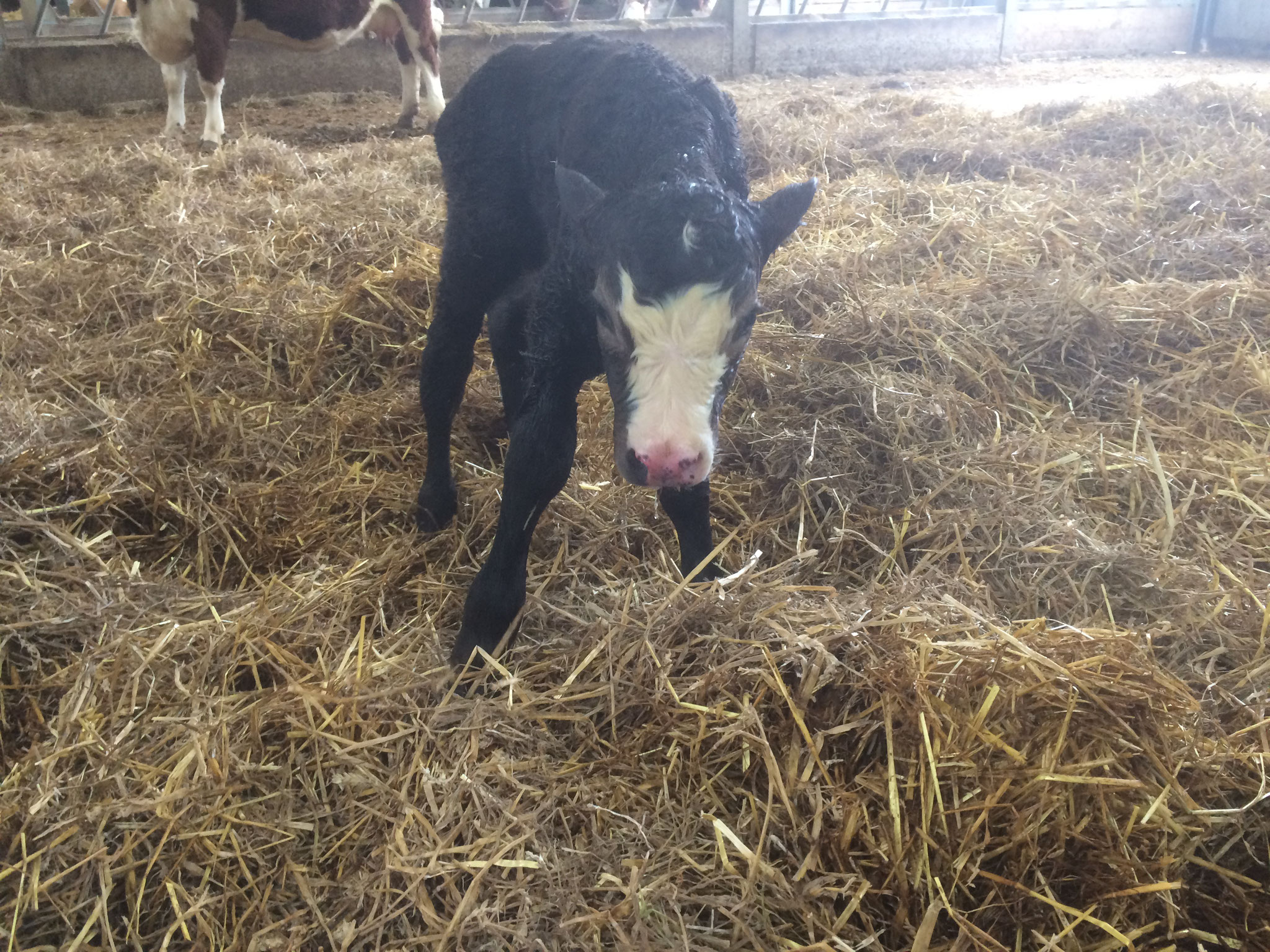 Ratty's Bull Calf