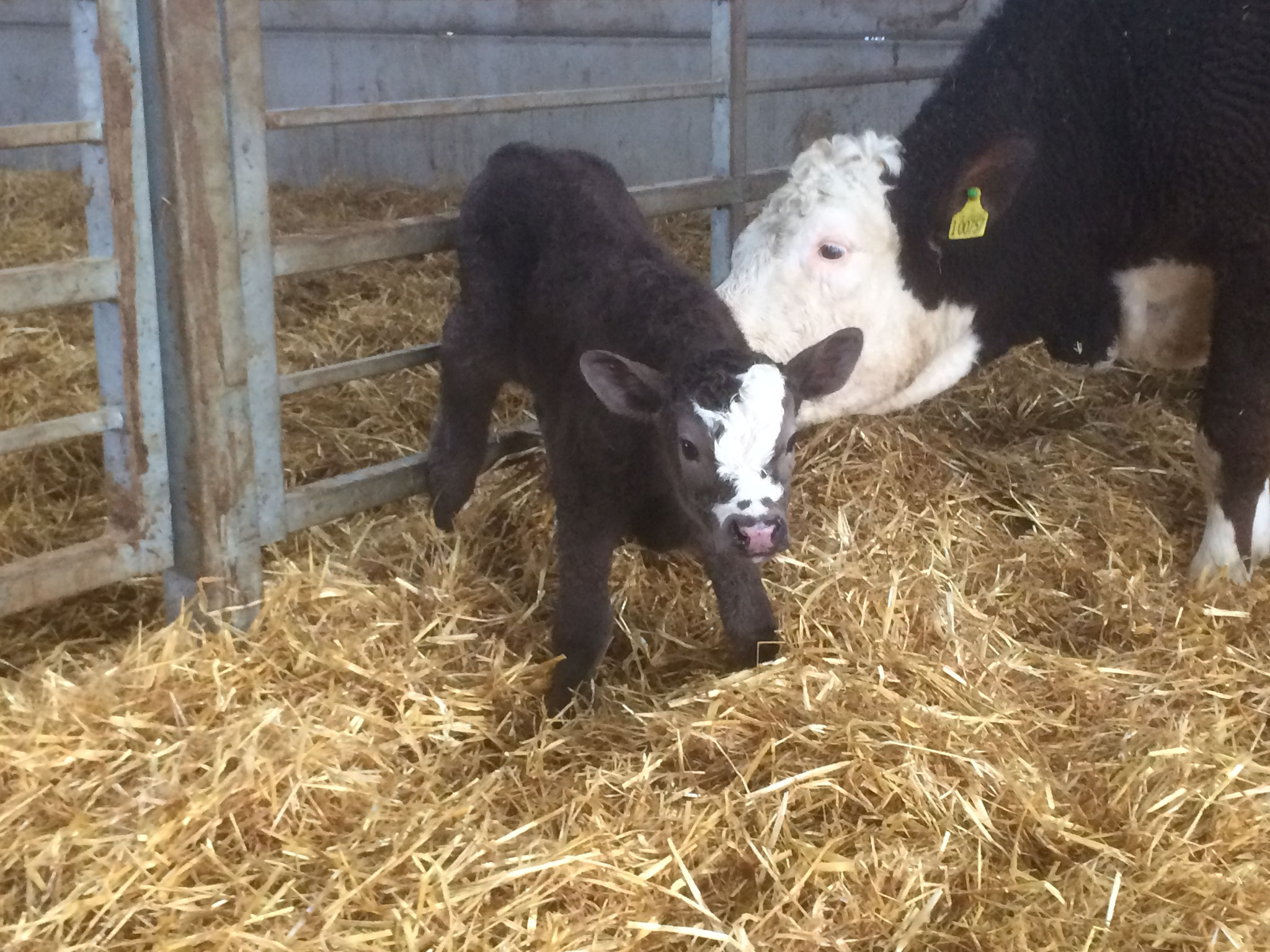 Sunshine's Bull Calf