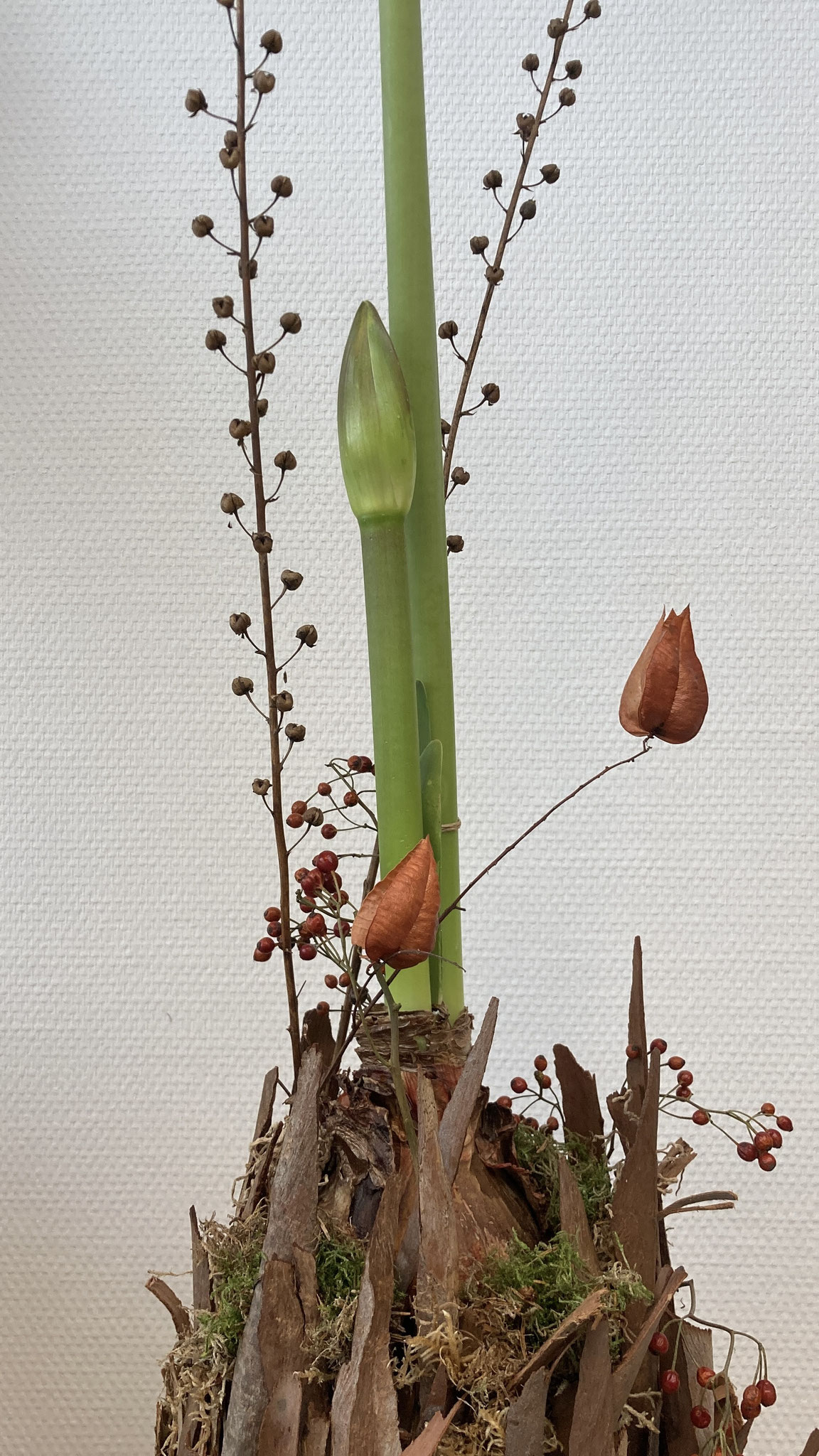 Amaryllis in warm jasje