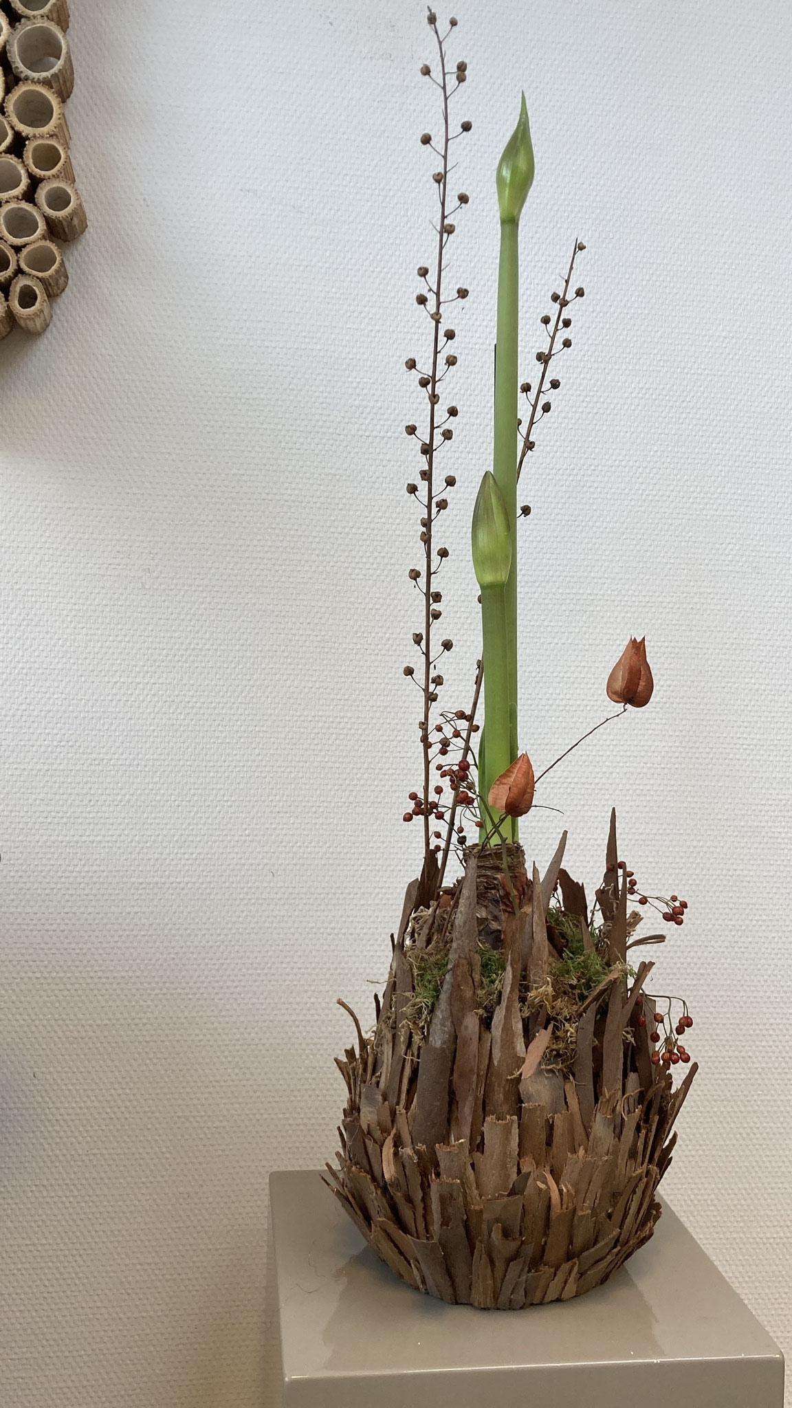 Amaryllis in warm jasje