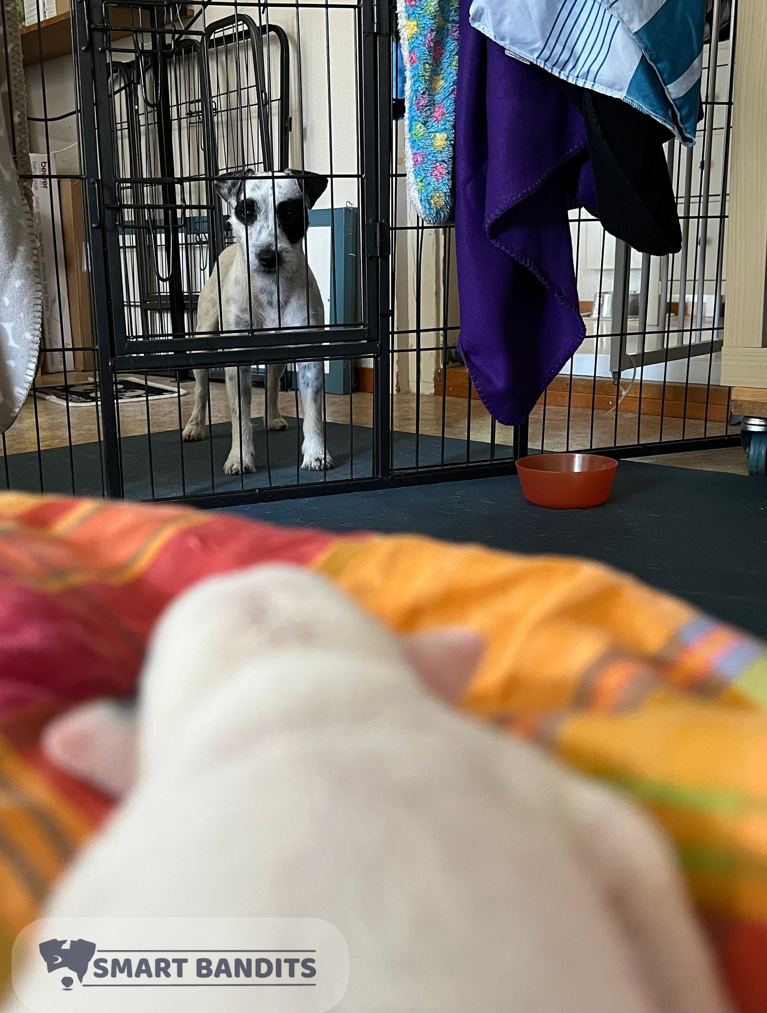 Panda vergibbelt fast...sie möchte soo gerne zu den Babys. Immerhin wird sie nur halb so deftig angeknurrt wie Magic