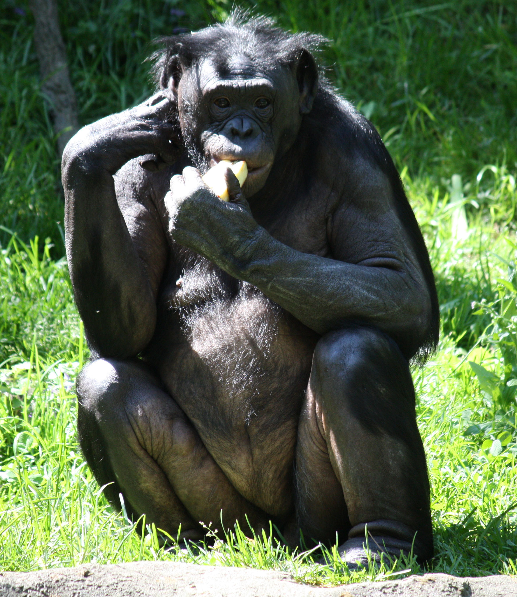 bonobo mangeant une banane , mais surement de mauvaise qualité et pas très bien nourri dans un "sanctuaire" où il est mal nourri, et s'ennuie un peu d'où enlève un peu ses poils => besoin des bons fruits pour ...maigrir ...