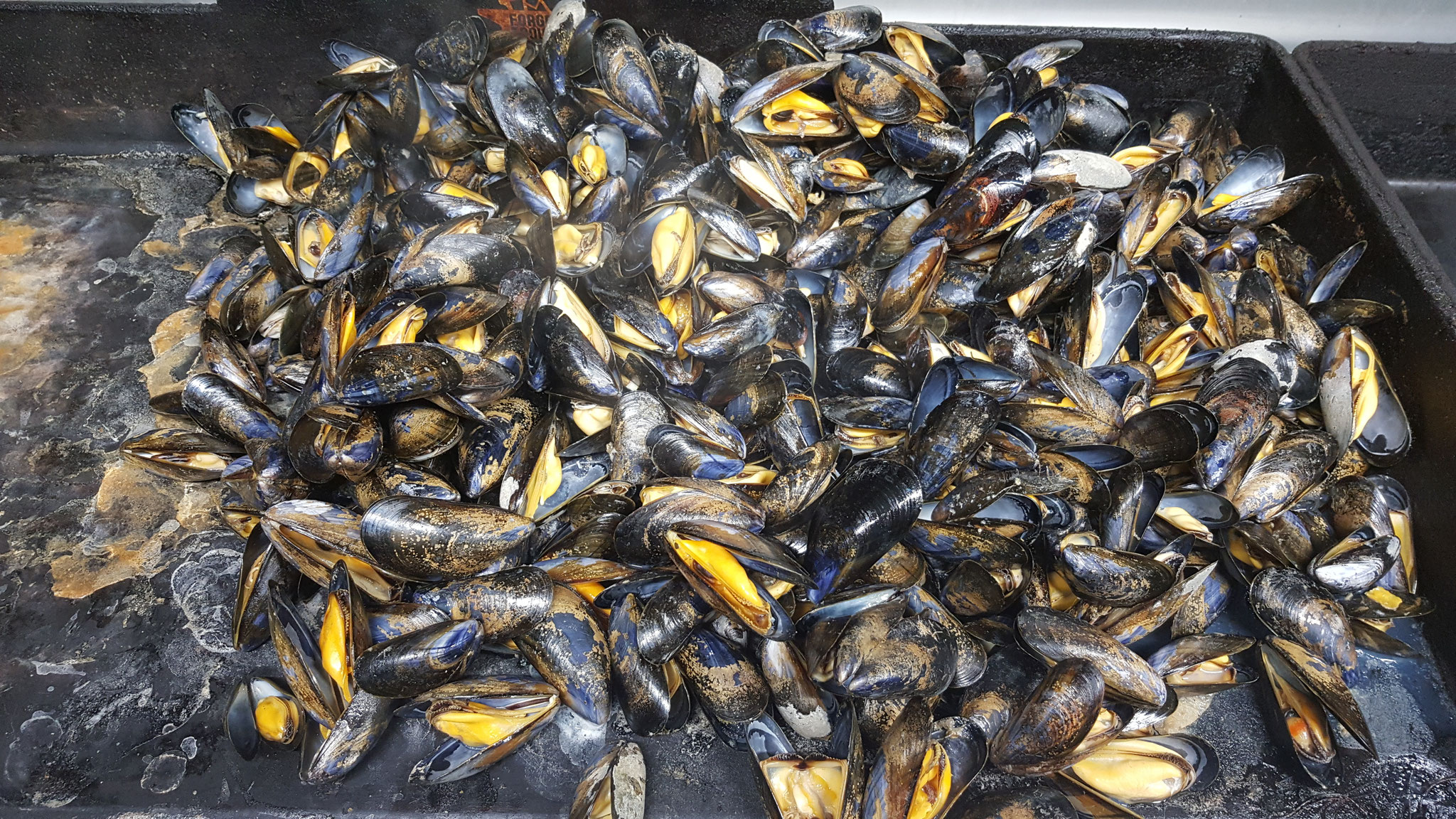 Spécialité moules-frites maison à la Paillote