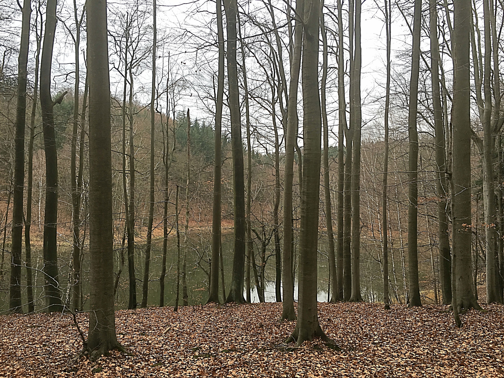 Laubwald im Winter