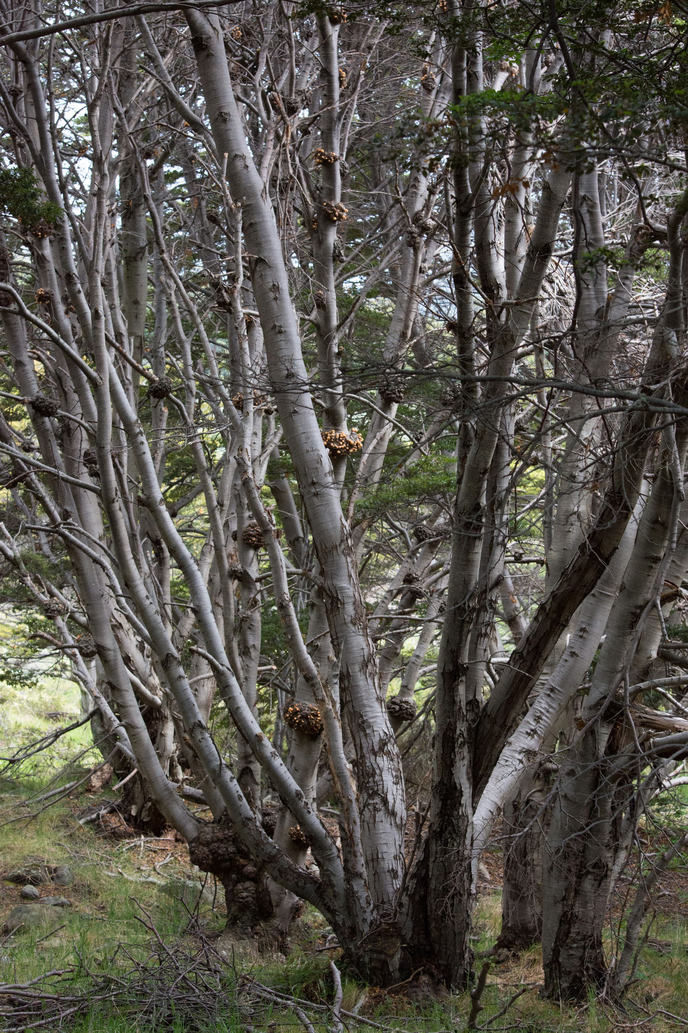 Dihueñes-Cyttaria darwini - gelber Pilz der an den Südbuchen (Nothofagus betuloides) wächst und gegessen werden kann. Schmeckt allerdings nach nichts.