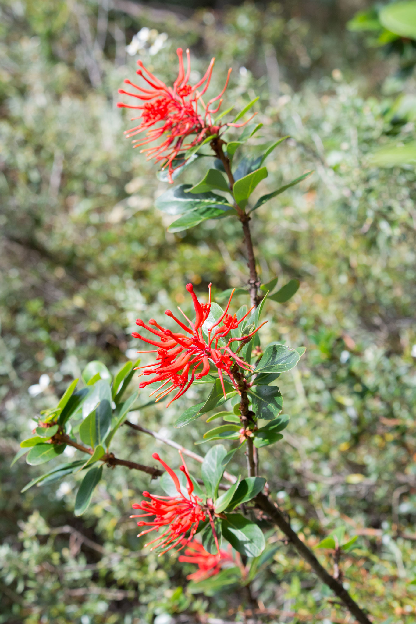 Embothiukm Coccineum - Chilenischer Feuerstrauch