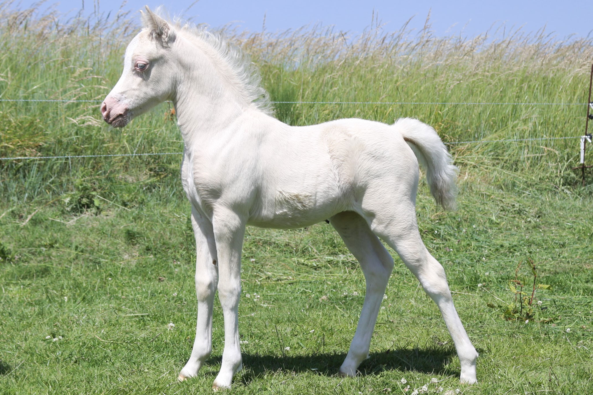 Oostdijk's Ceridwen Myrtle, 2022, filly (Oostdijk's Ceridwen Mellon), retained