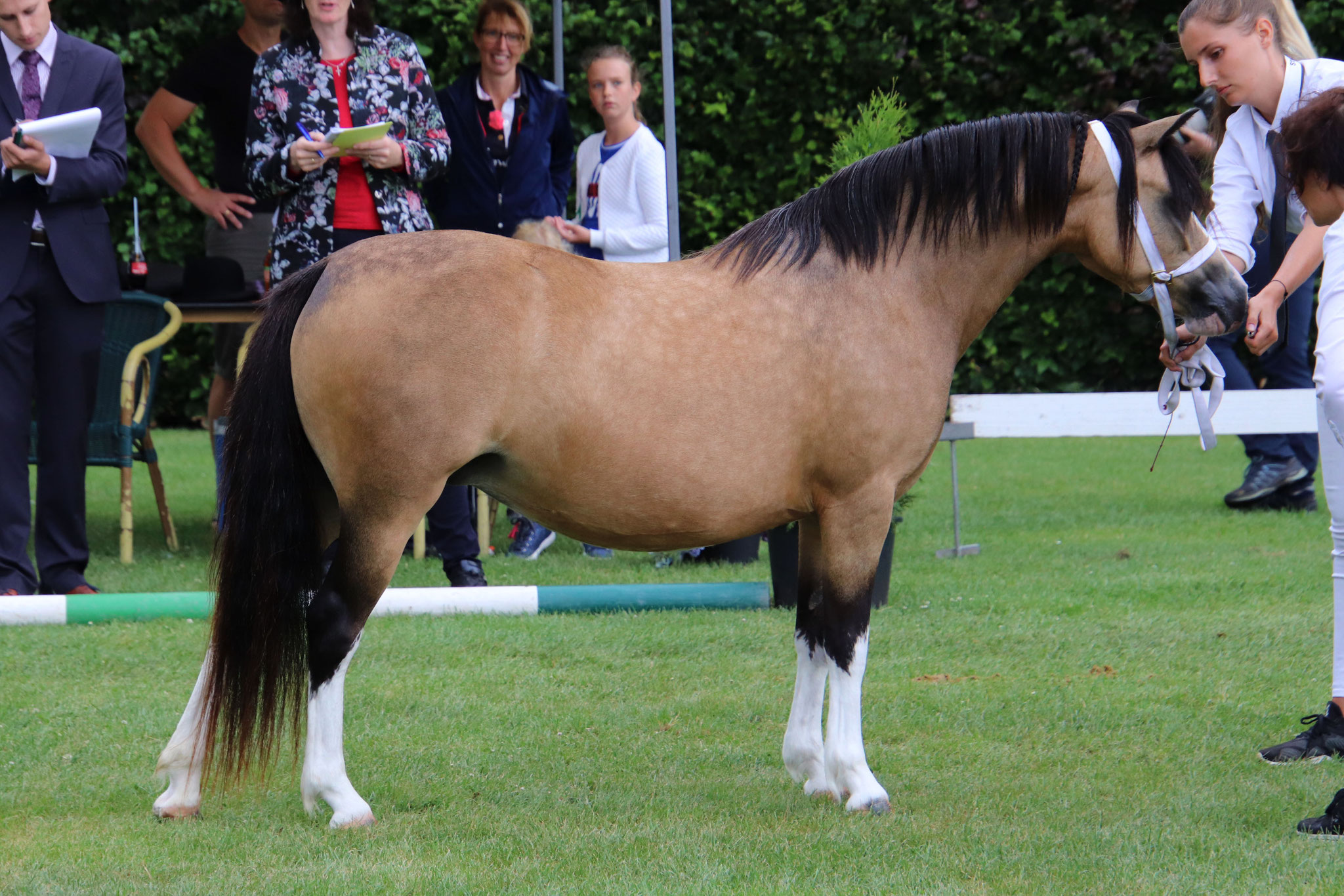 Oostdijk's Ceridwen Maybelline, 2015, mare (Kastanjehofs Amico x Oostdijk's Ceridwen Memory, Keur) 'Keur', retained