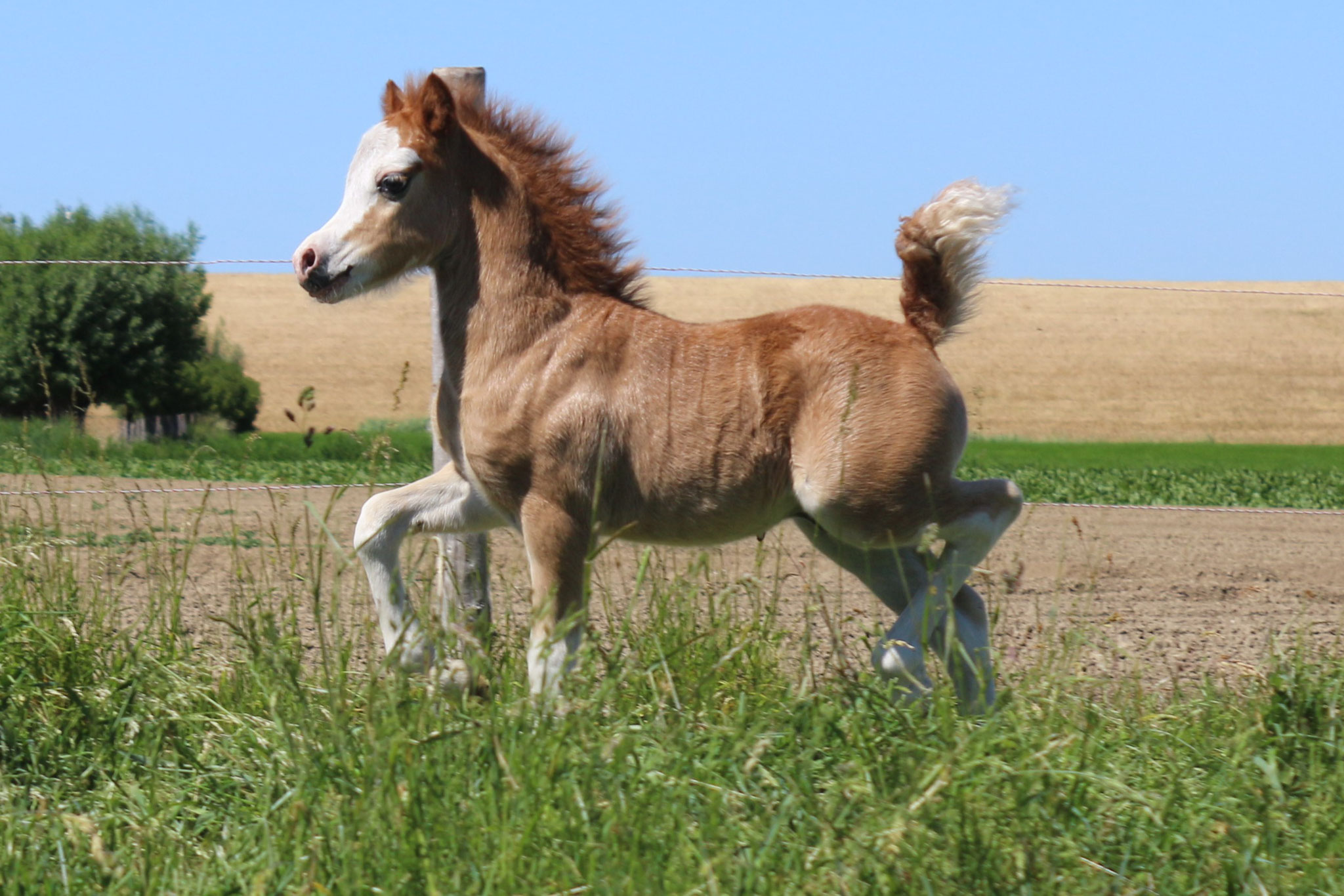 Oostdijk's Ceridwen Maíar, 2020 (Vollenhofs Galactic Power), sold to Thea Tacoma (NL)