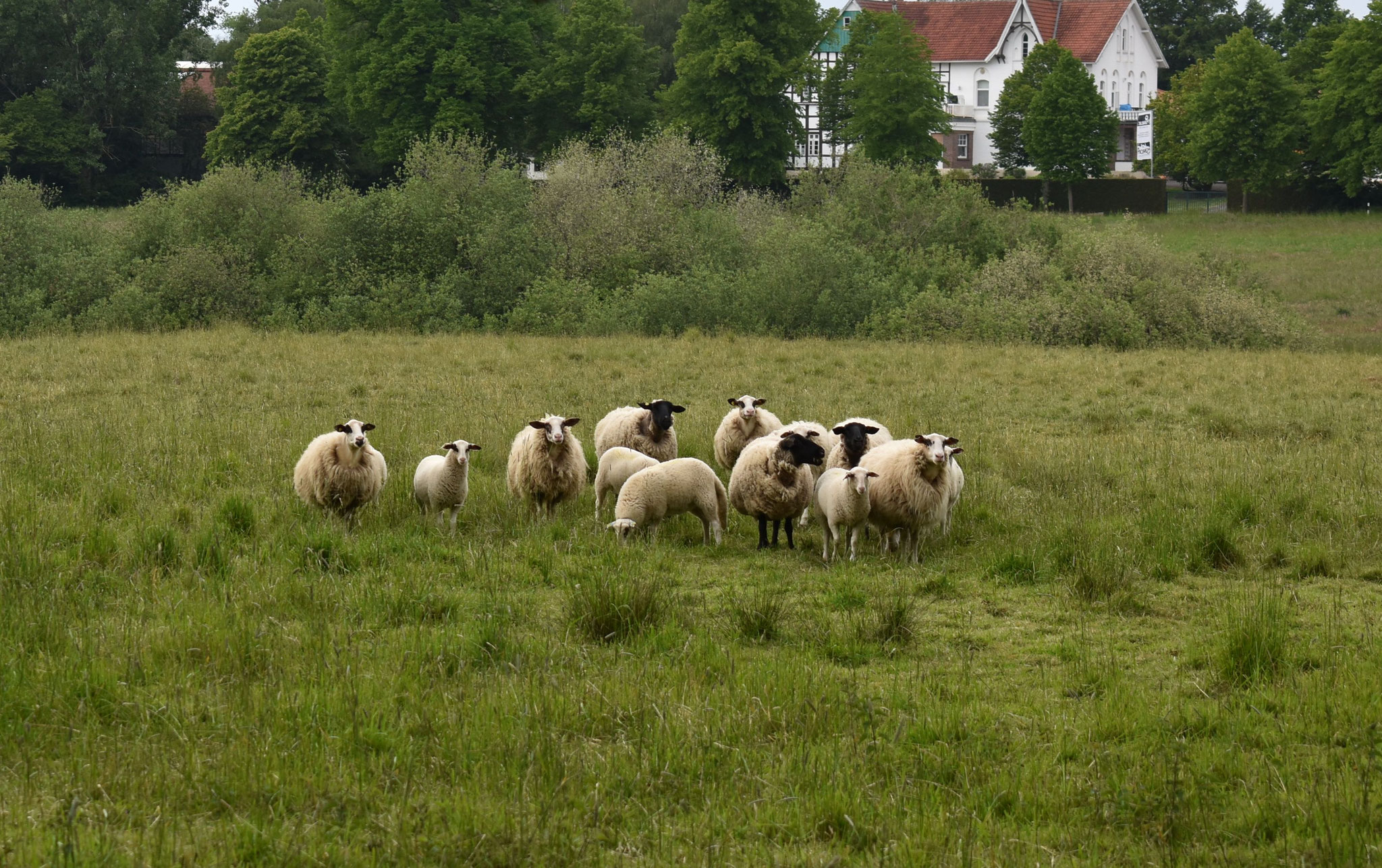 Die erste Truppe kann den Weg in den Stall antreten