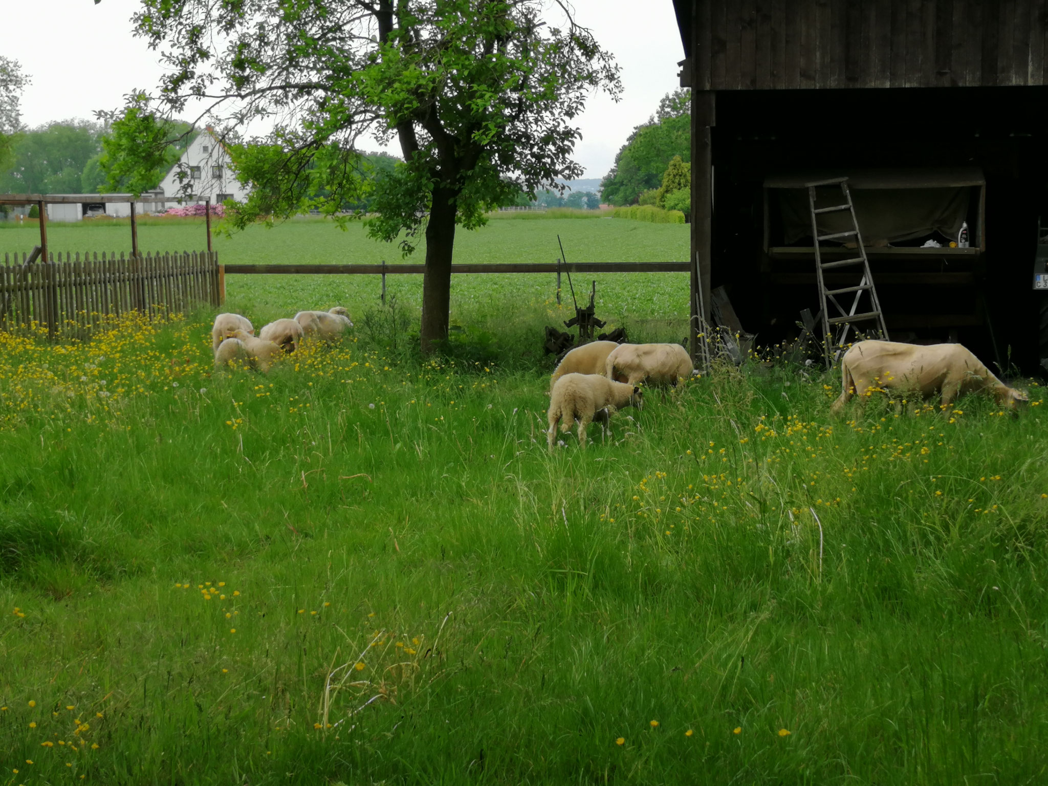 ... zurück auf die Weiden