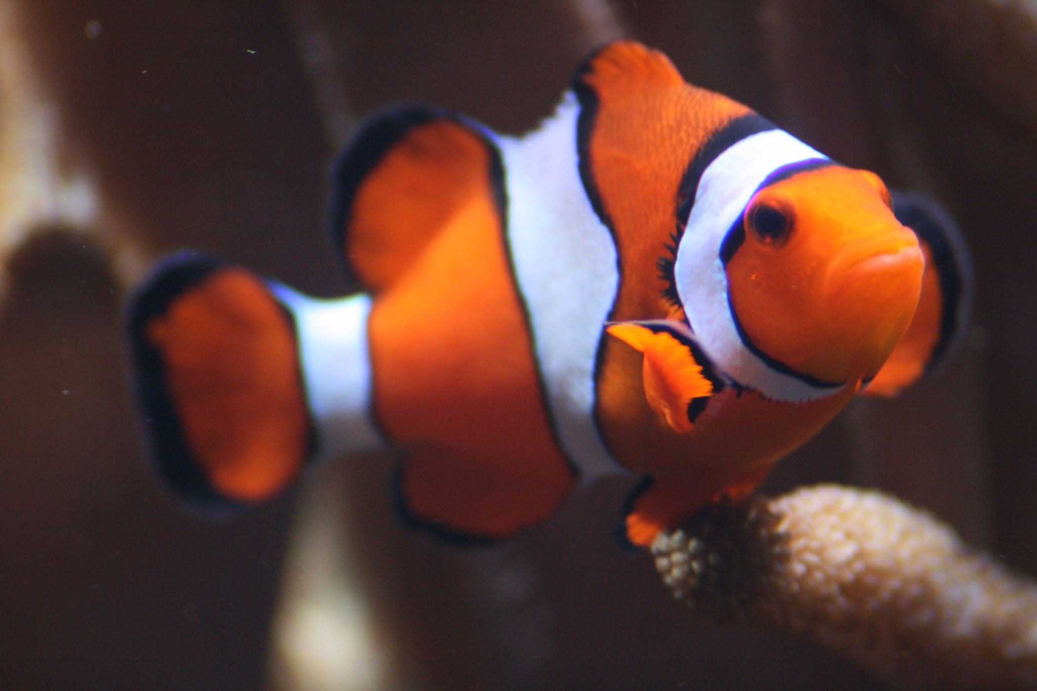 Clownfisch/Anemomenfisch, Aufnahme: Steve Nickolaus