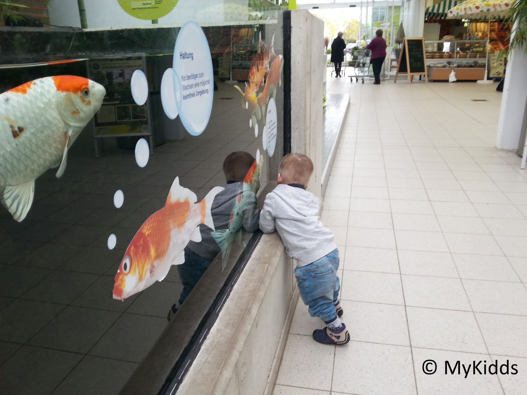 Pflanzen Kolle Gartencenter Mykidds Com