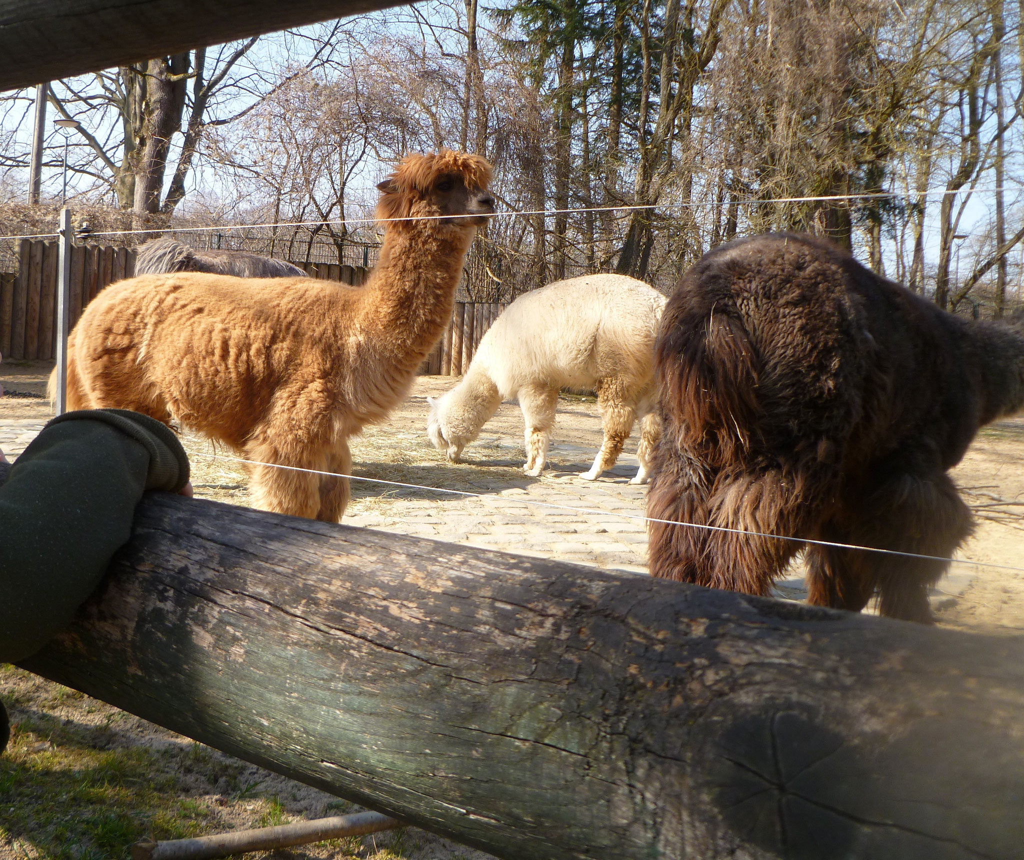 Lamas auf dem Außengelände