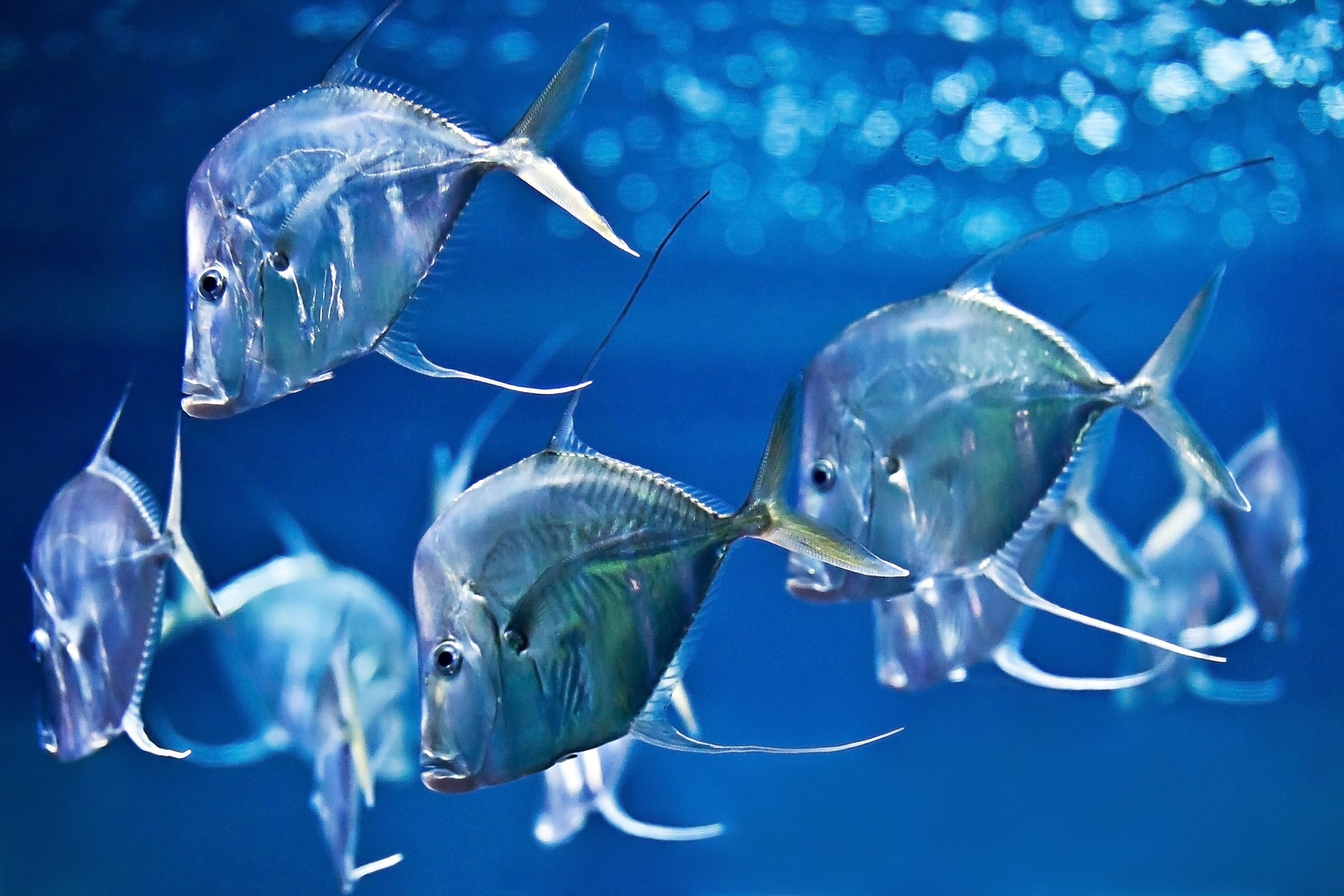 Bodenguckerfische, Aufnahme: Frederic Schweizer