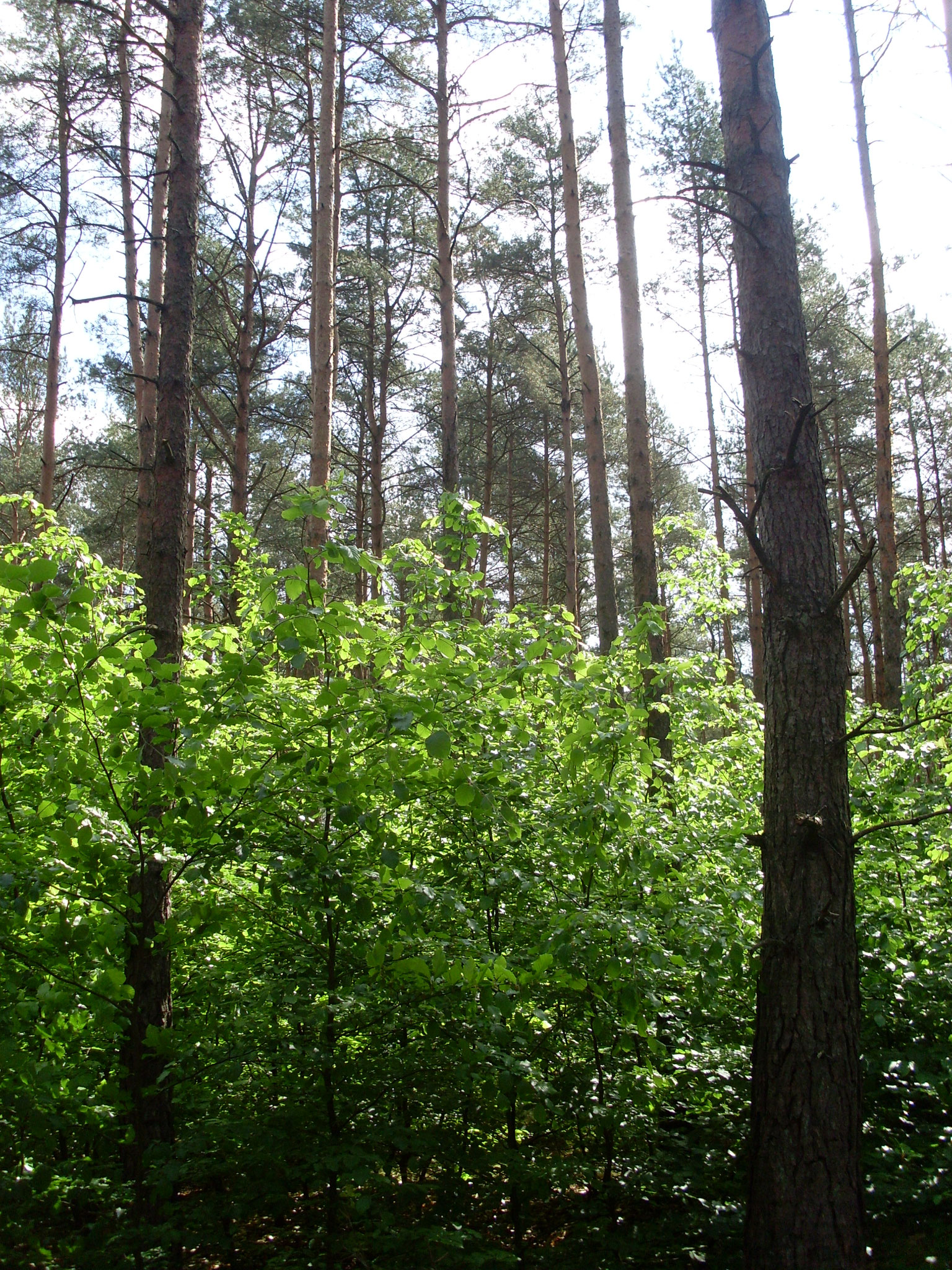 Buchen-Voranbau