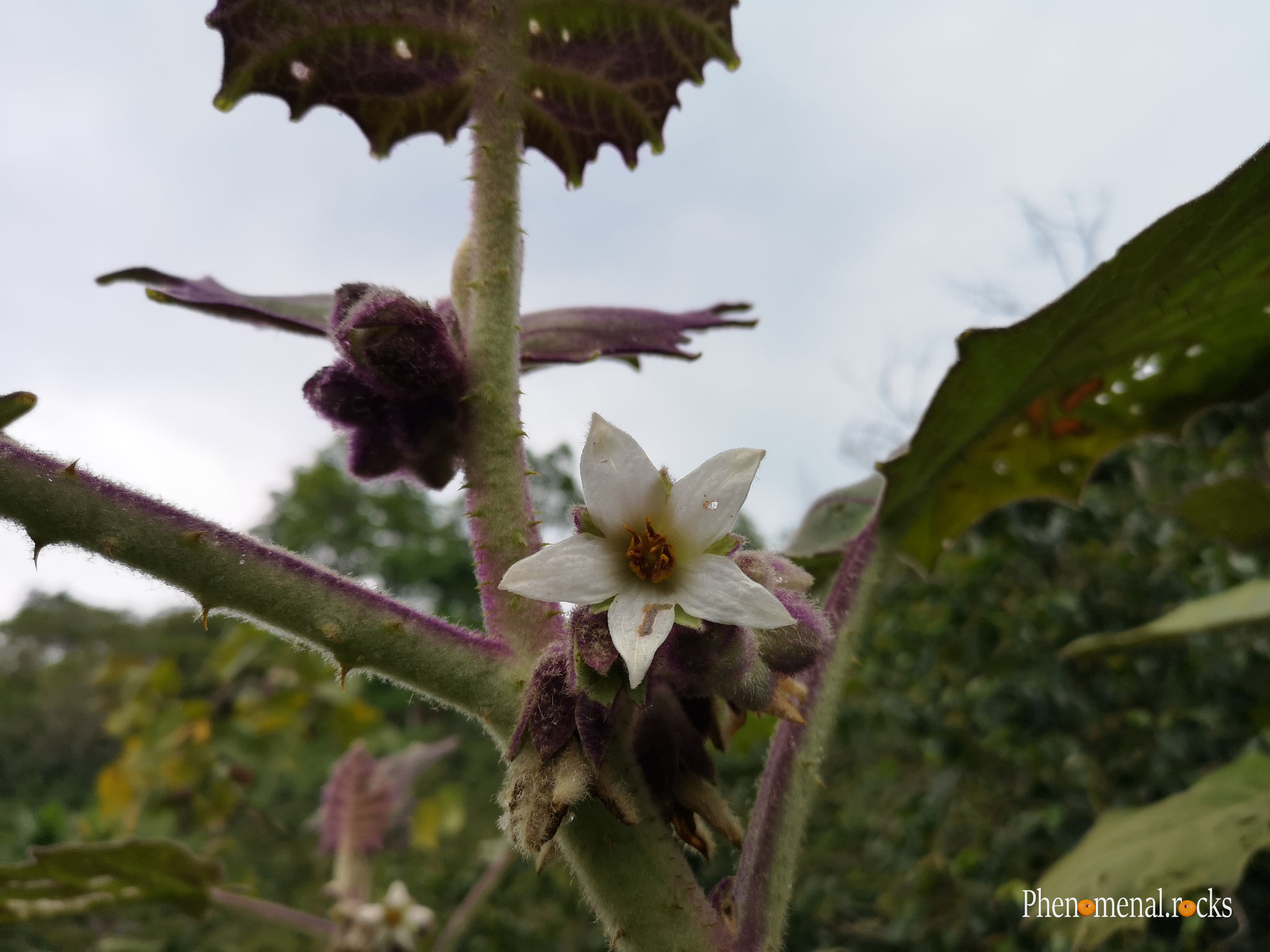 San Agustin, Huila - Tierra Activa