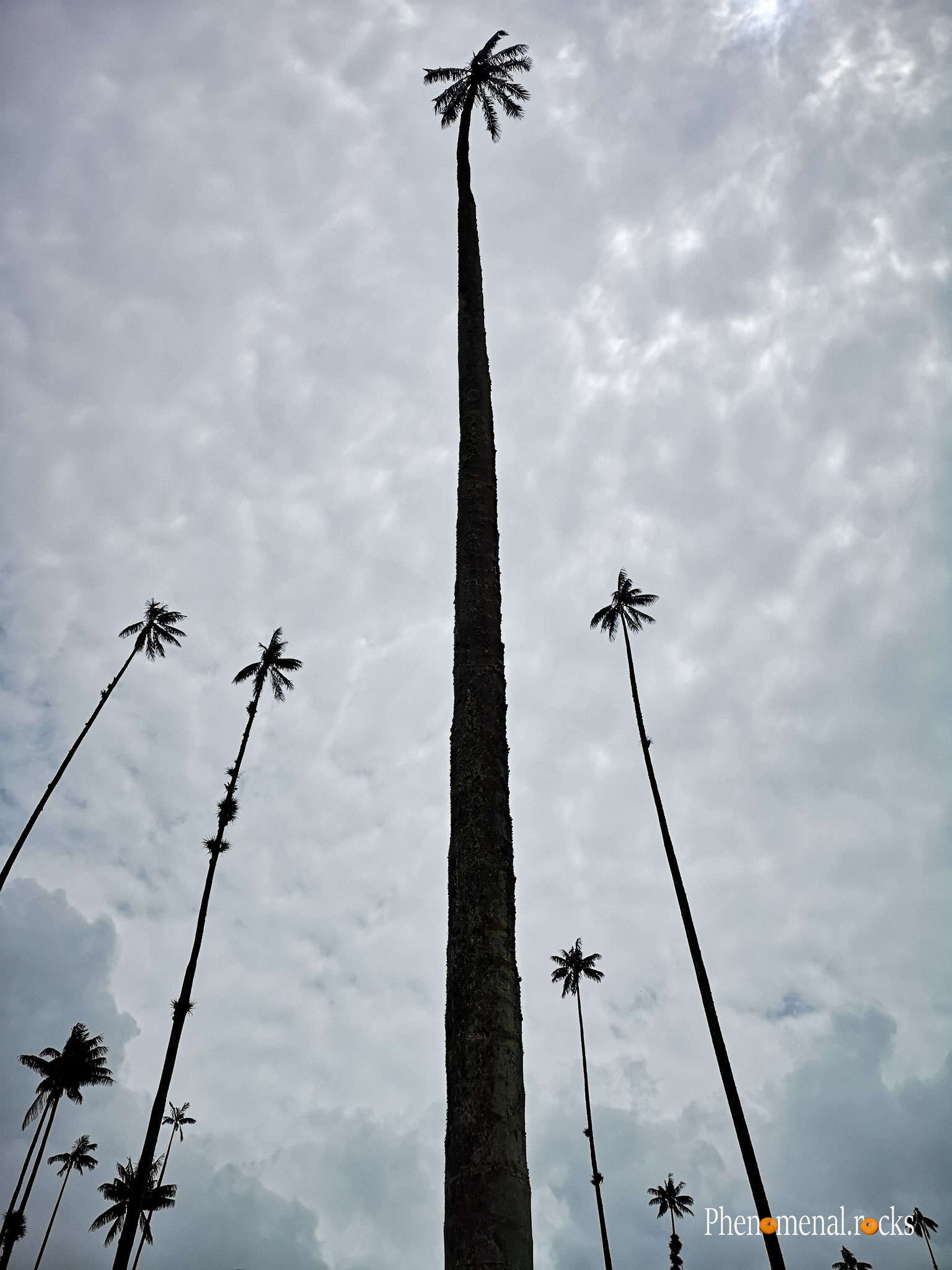 Valle del Cocora, Quindio