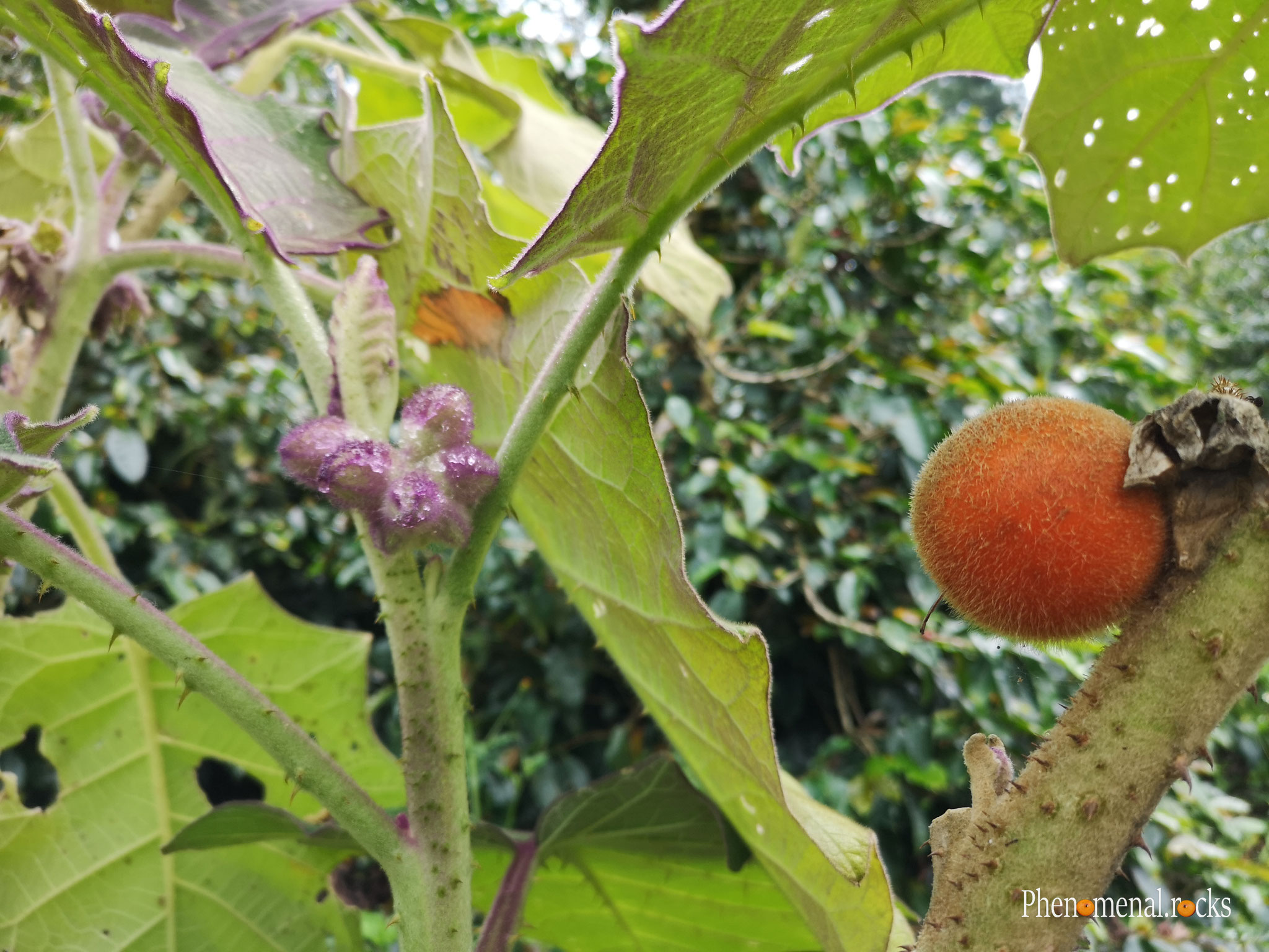 San Agustin, Huila - Tierra Activa