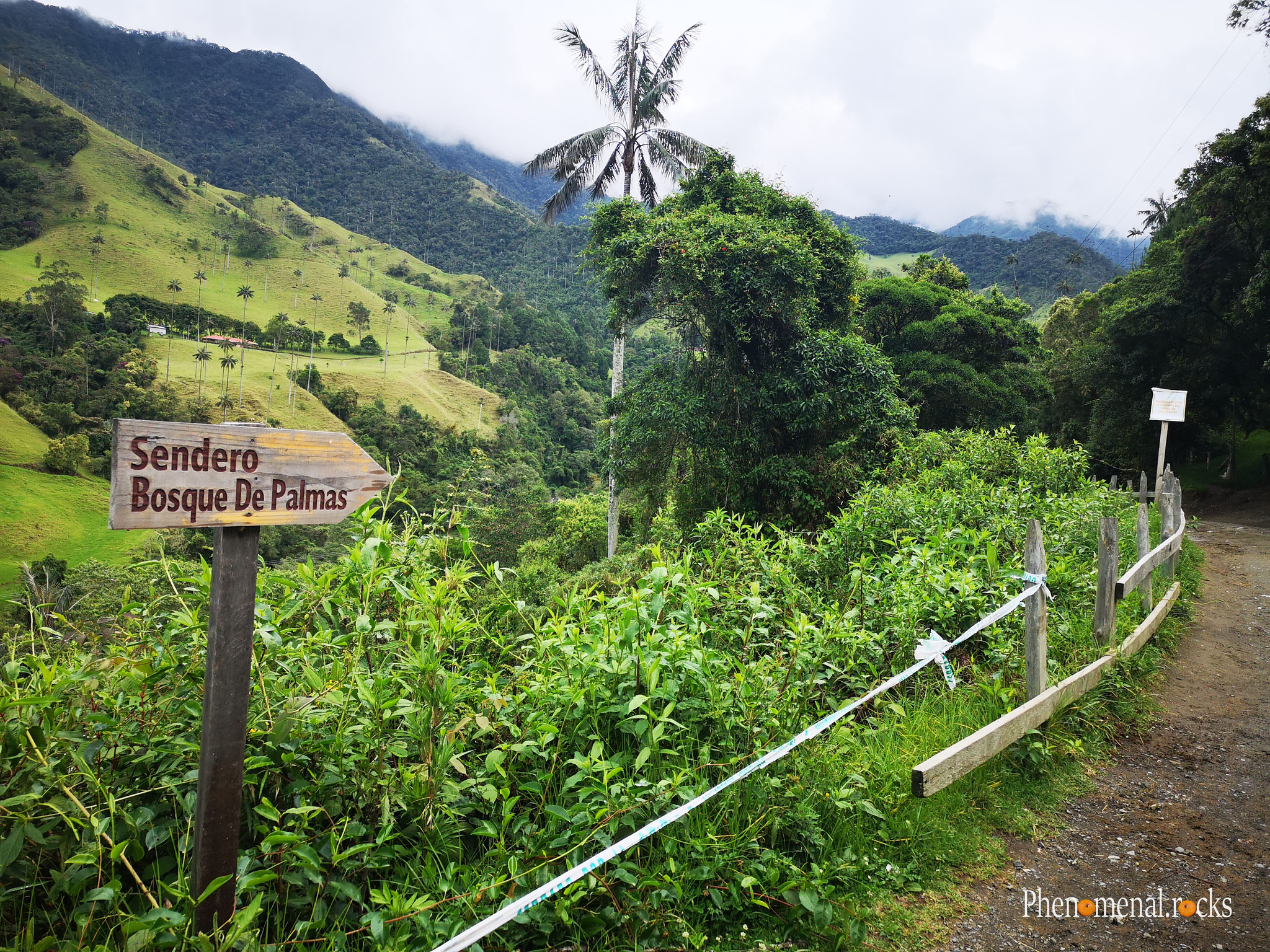 Valle del Cocora, Quindio