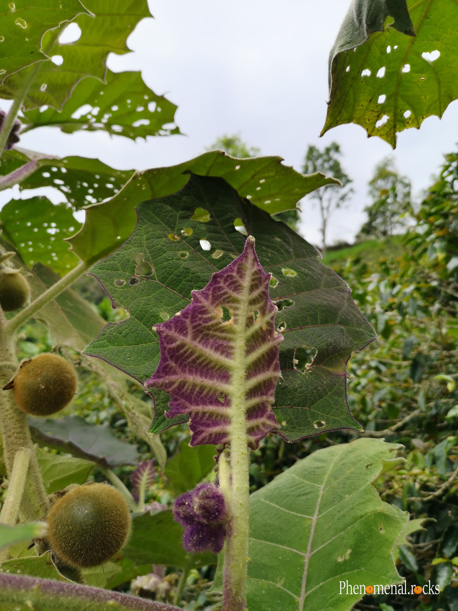 San Agustin, Huila - Tierra Activa