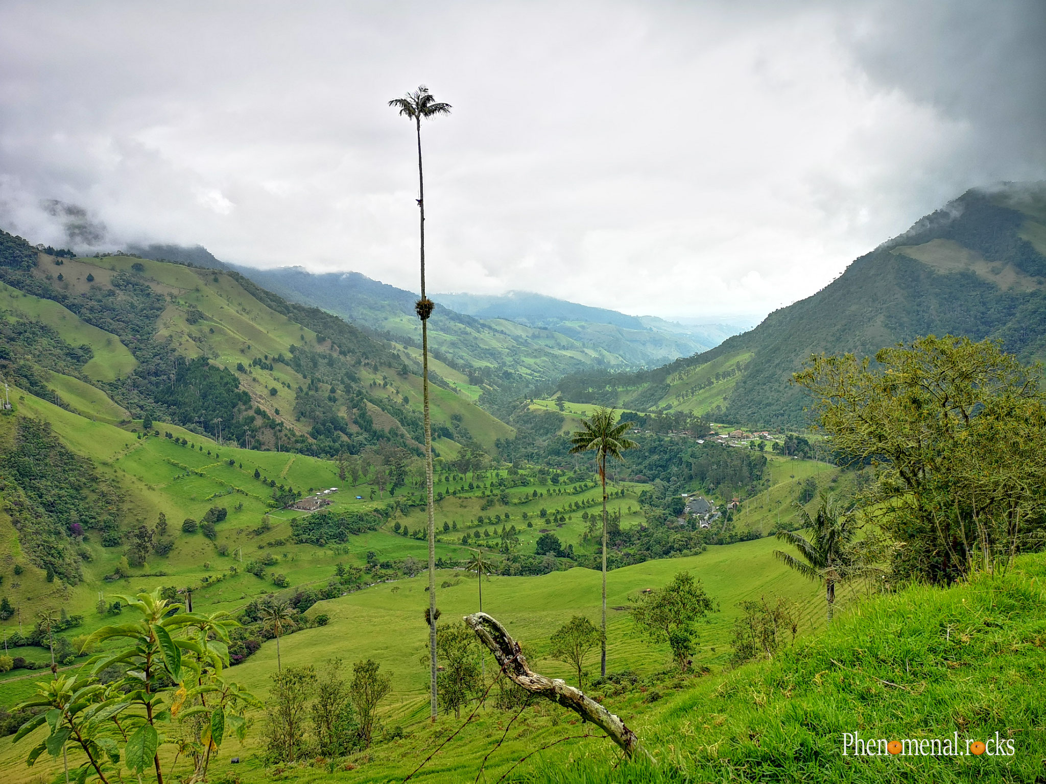 Valle del Cocora, Quindio