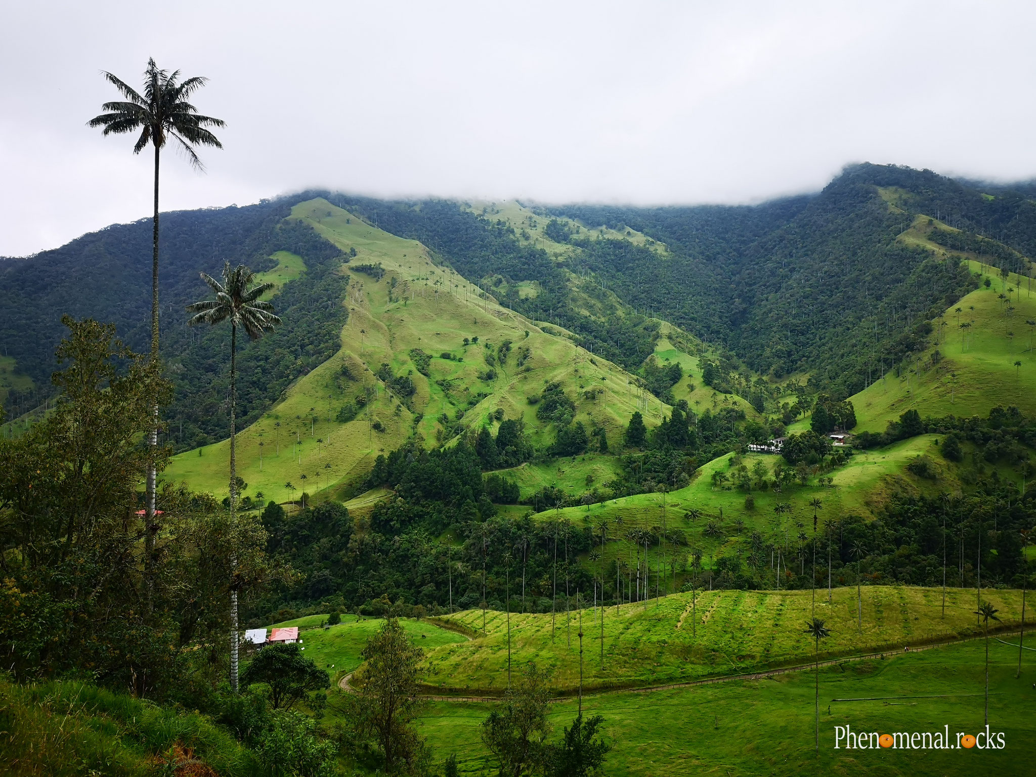 Valle del Cocora, Quindio